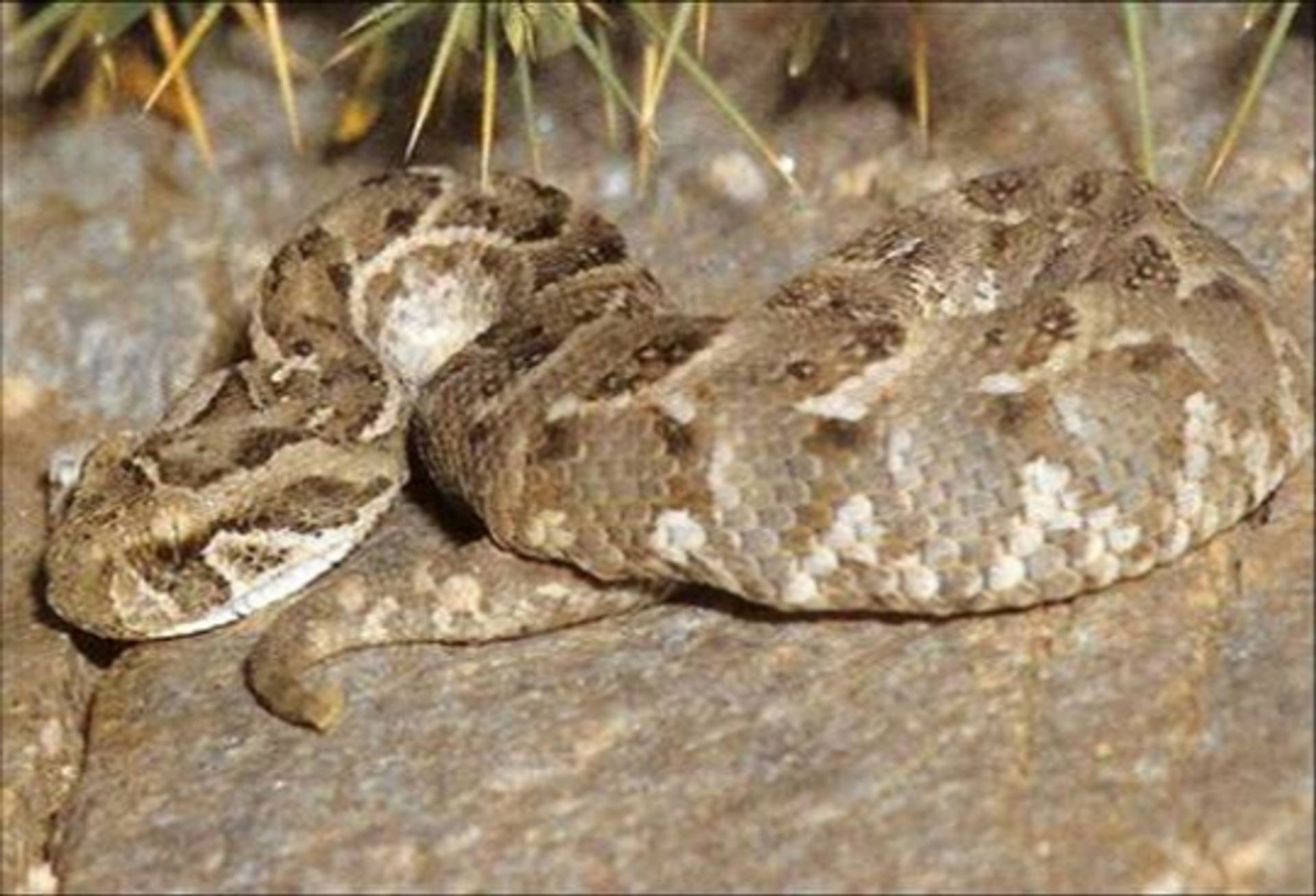 post_الأفعى النفاثه