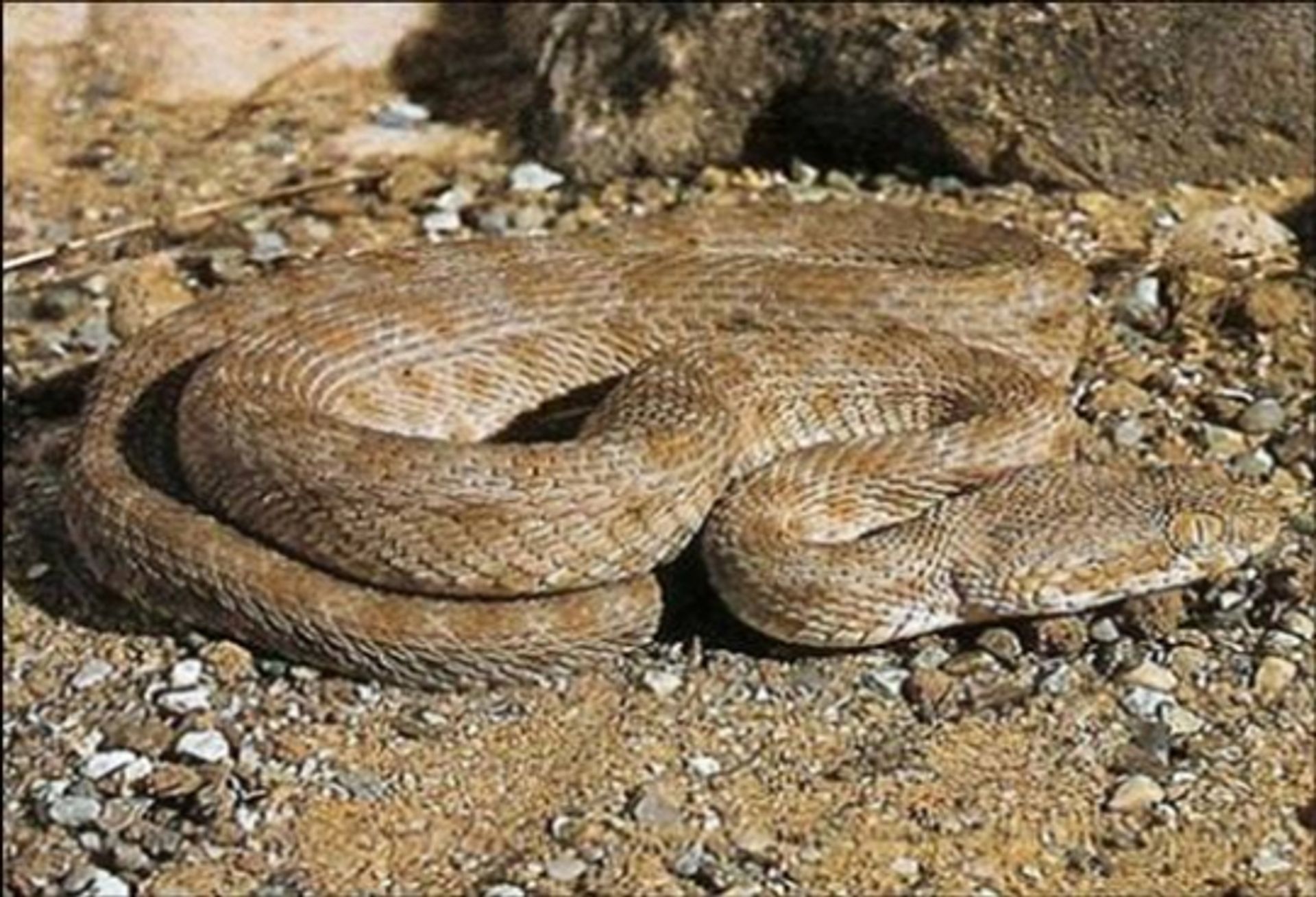 post_افعى الطفى المنشارية