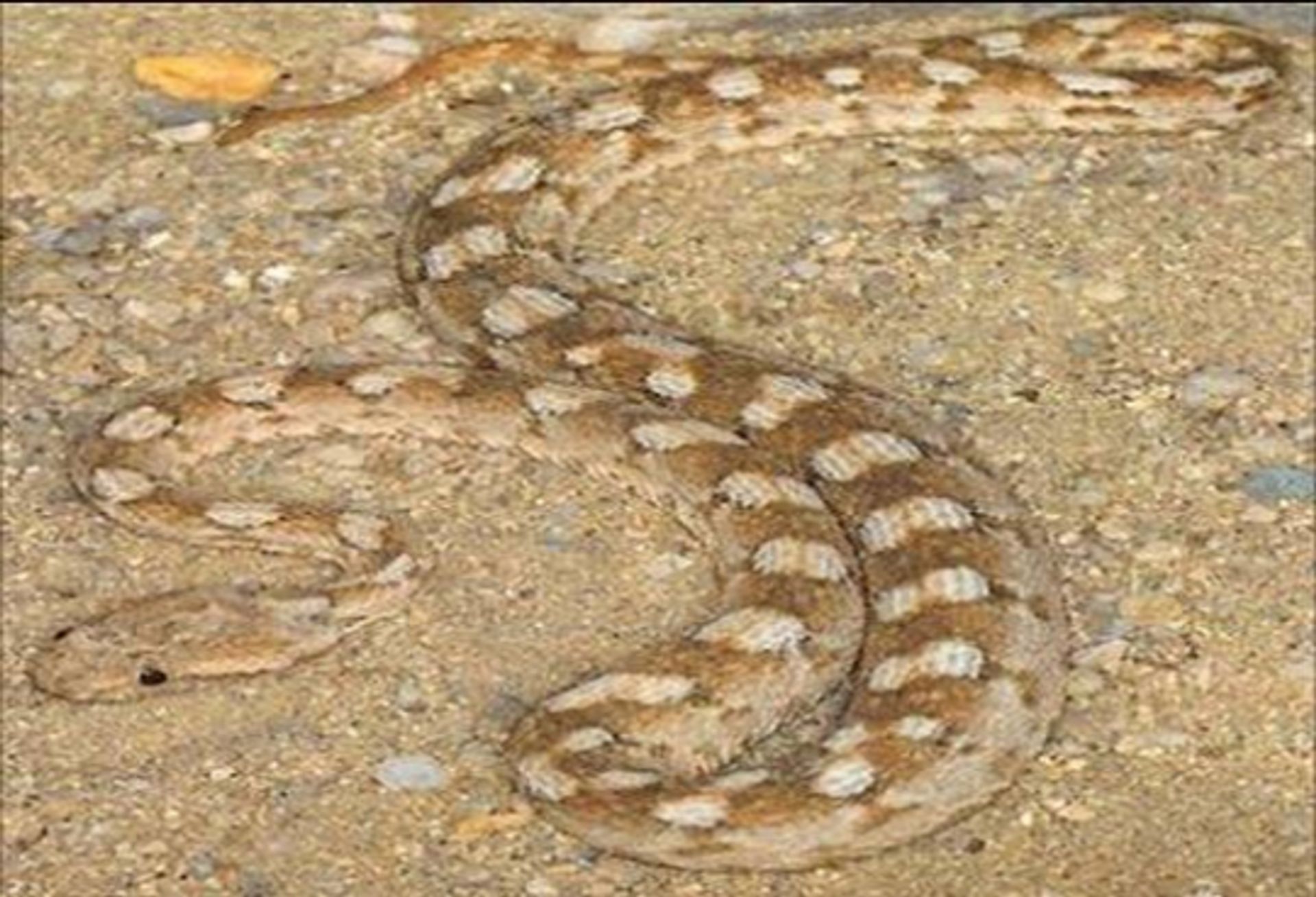 post_أفعى السجاد الشرقي