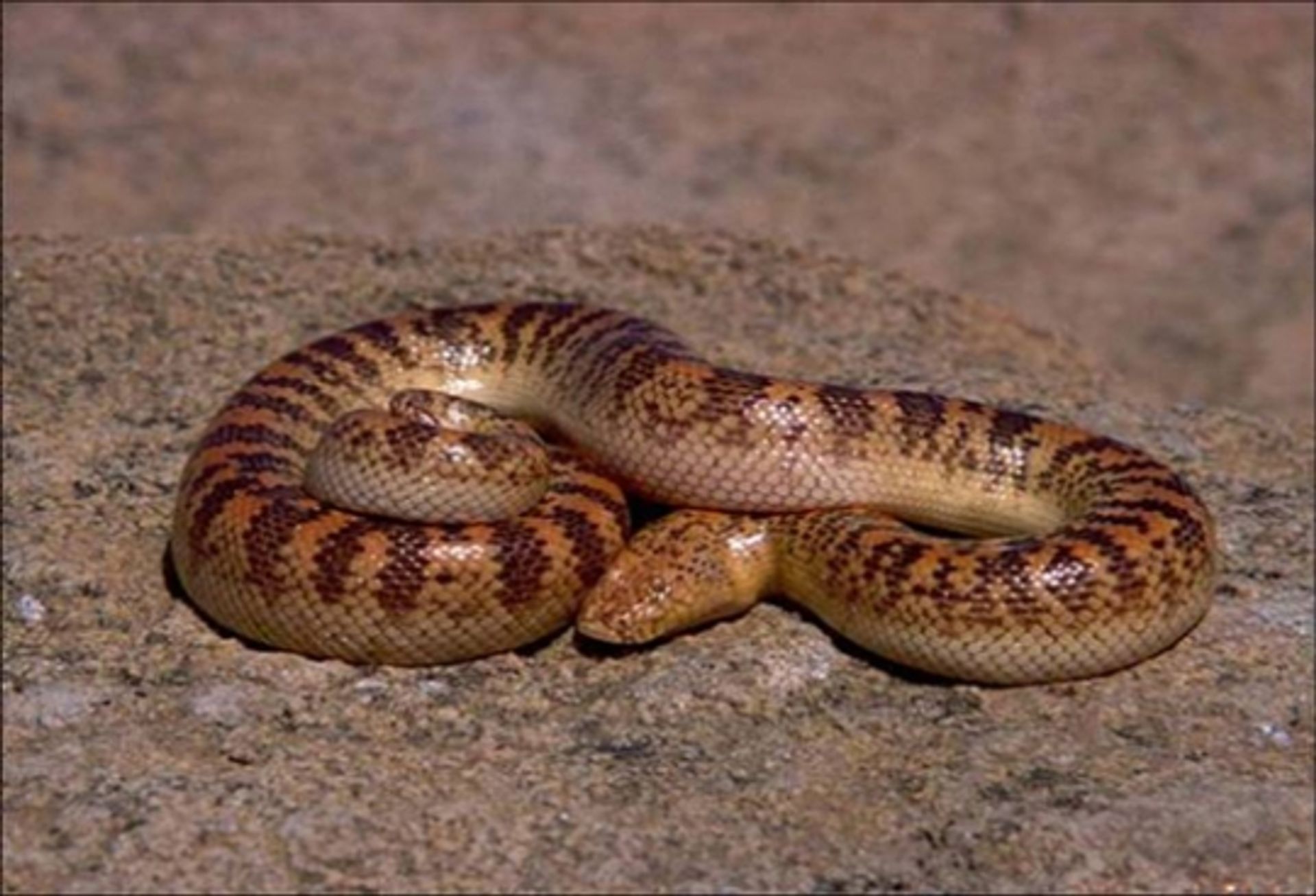 post_الثعبان الدفان