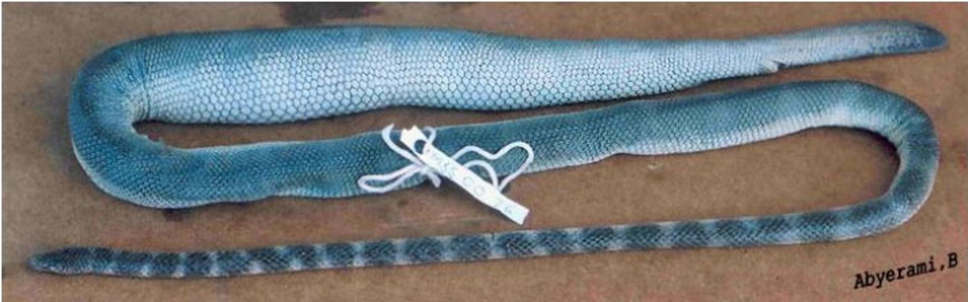 post_أفعى البحر صغيرة الرأس