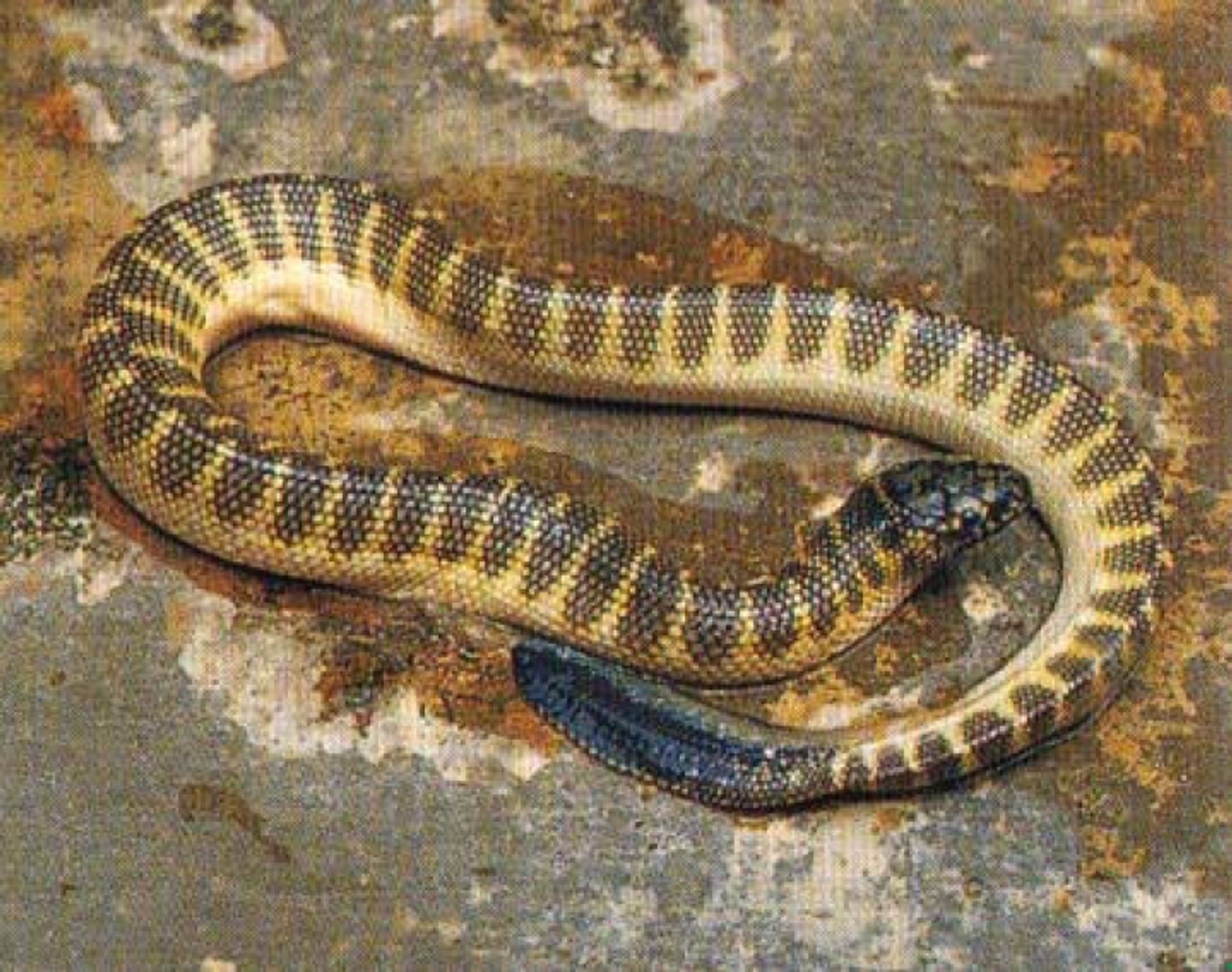 post_ثعبان البحر القصير