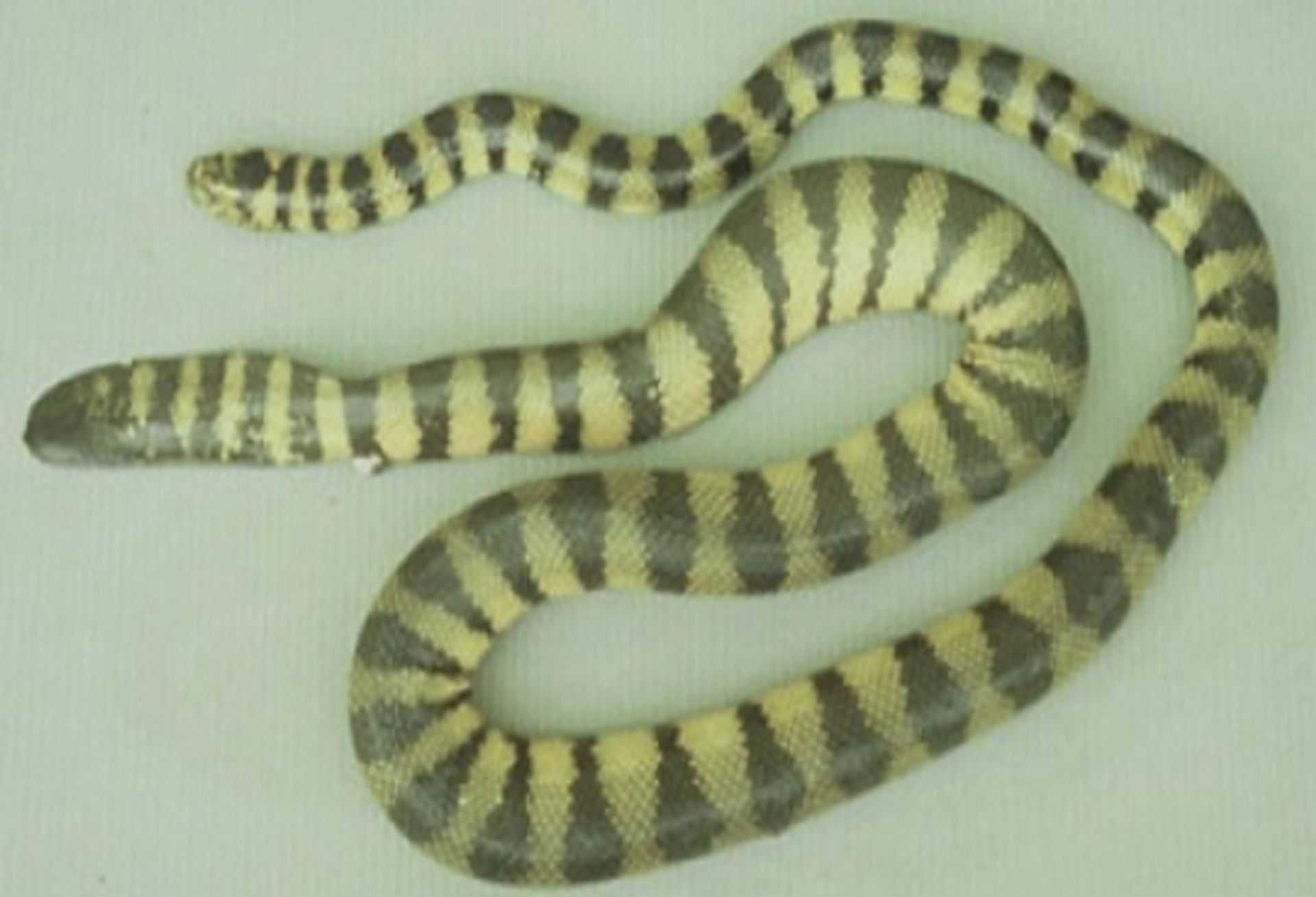 post_حنش البحر ذو الثنية