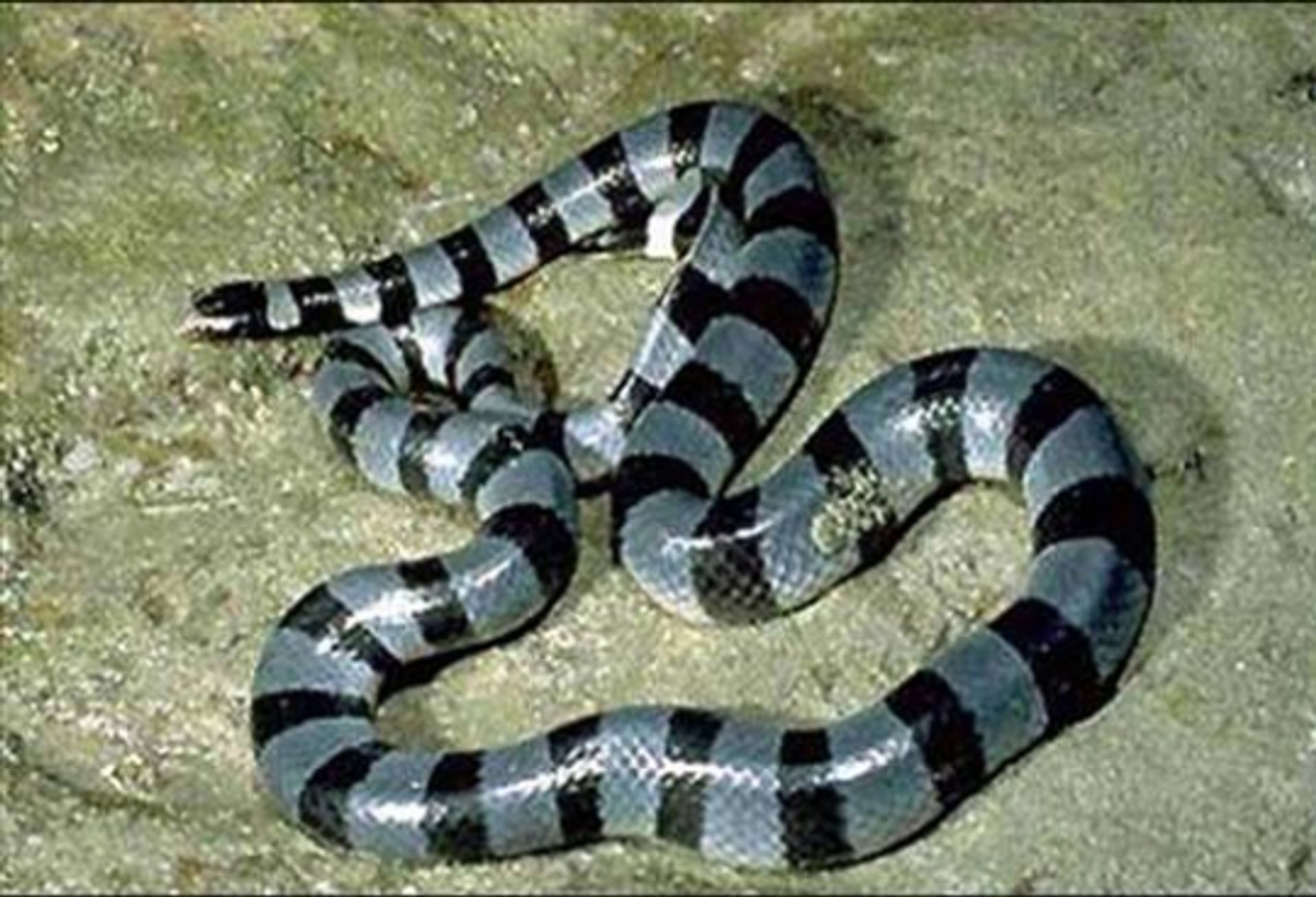 post_حنش البحر ذو الحلقات