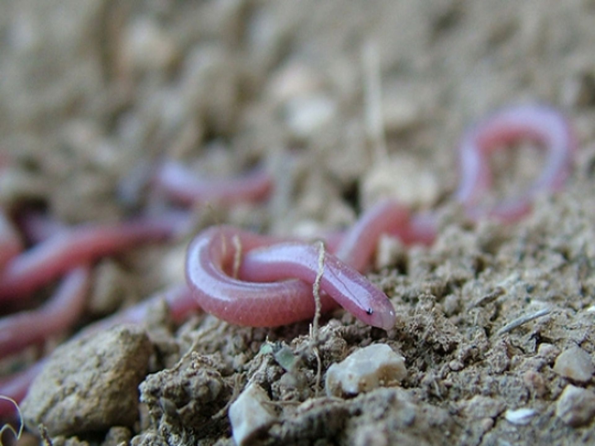 post_الثعبان الخيطي