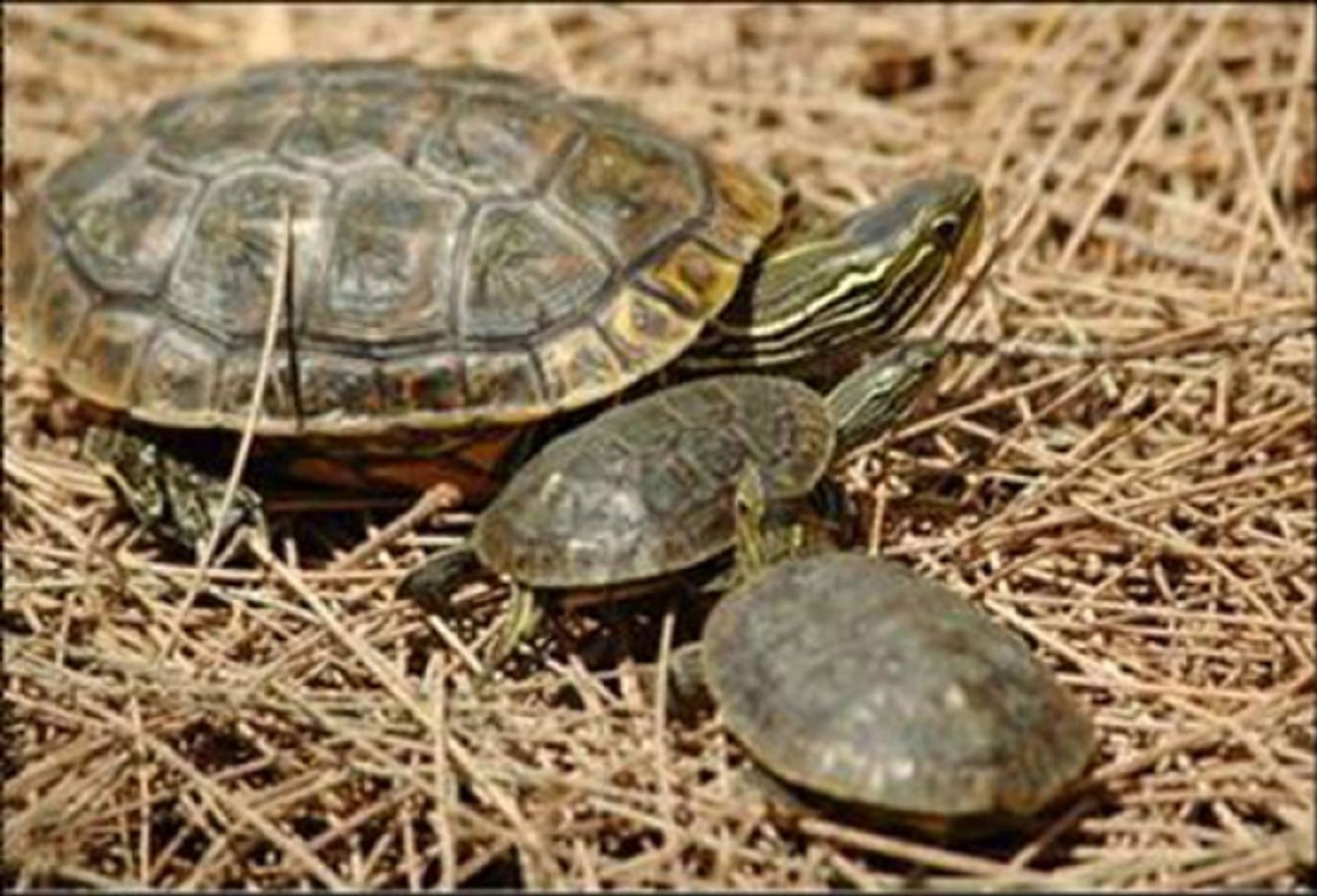 post_سلحفاة المياه العذبة