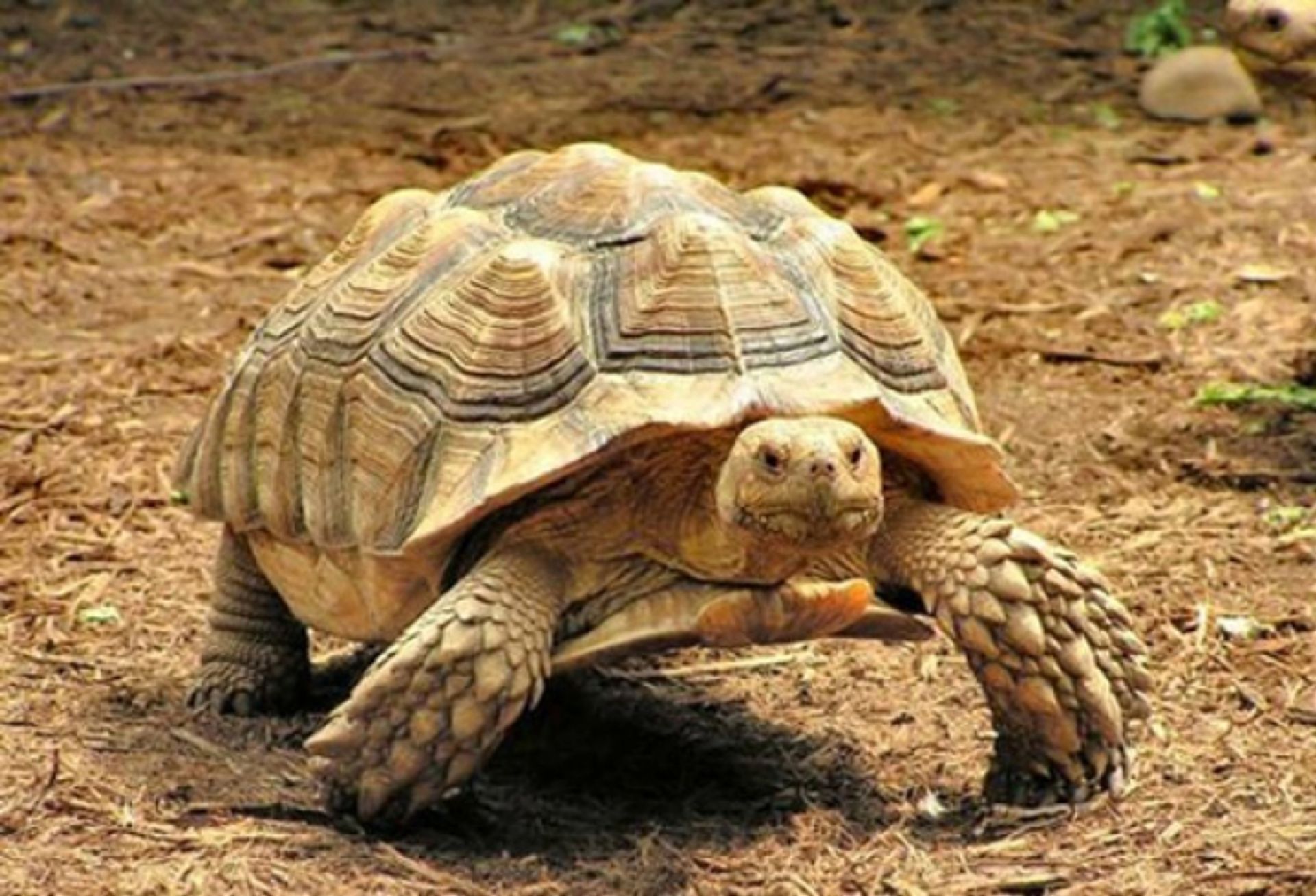 post_السلحفاة ذات الحزوز