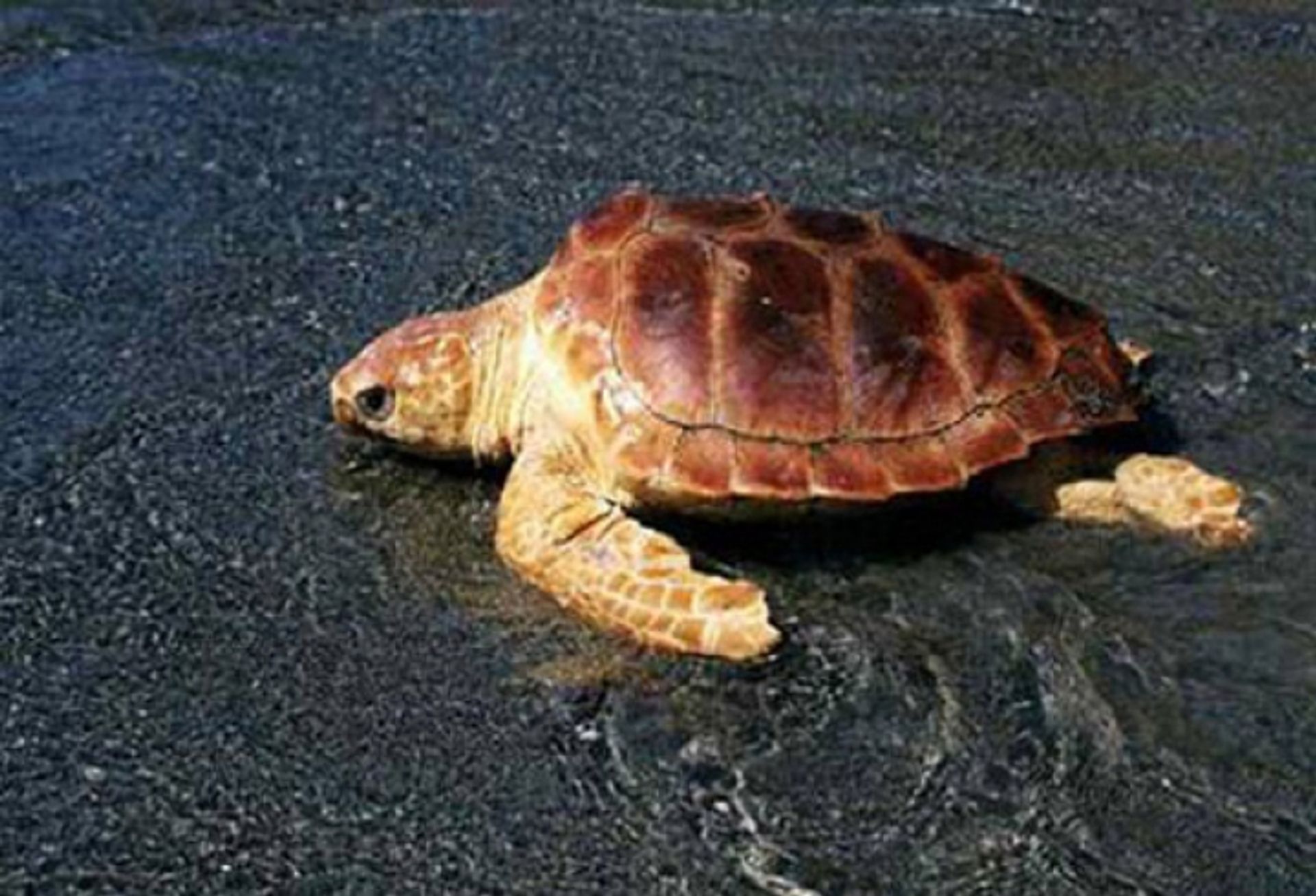 post_سلحفاة المطرقة