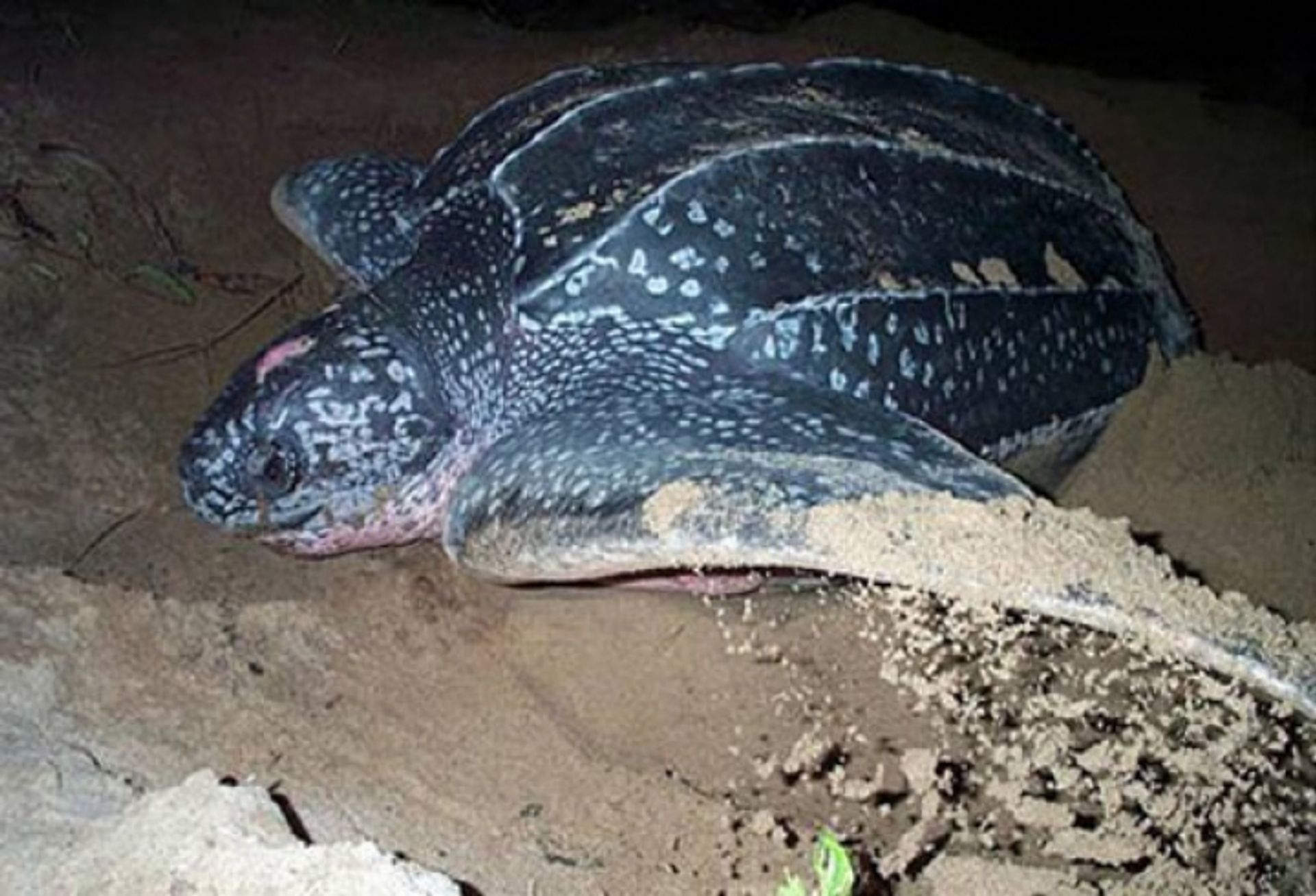 post_السلحفاة الجلدية