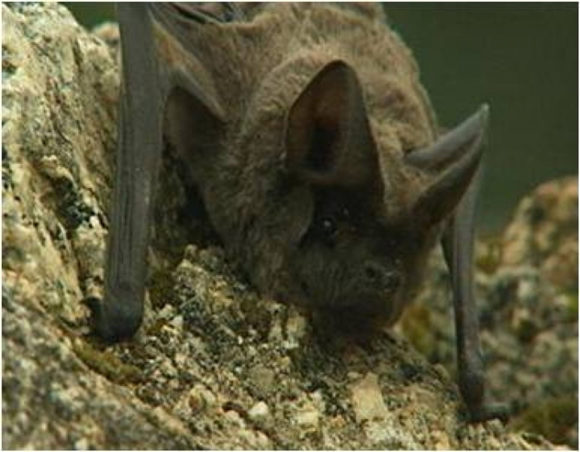 خفاش طليق الذنب أوربي