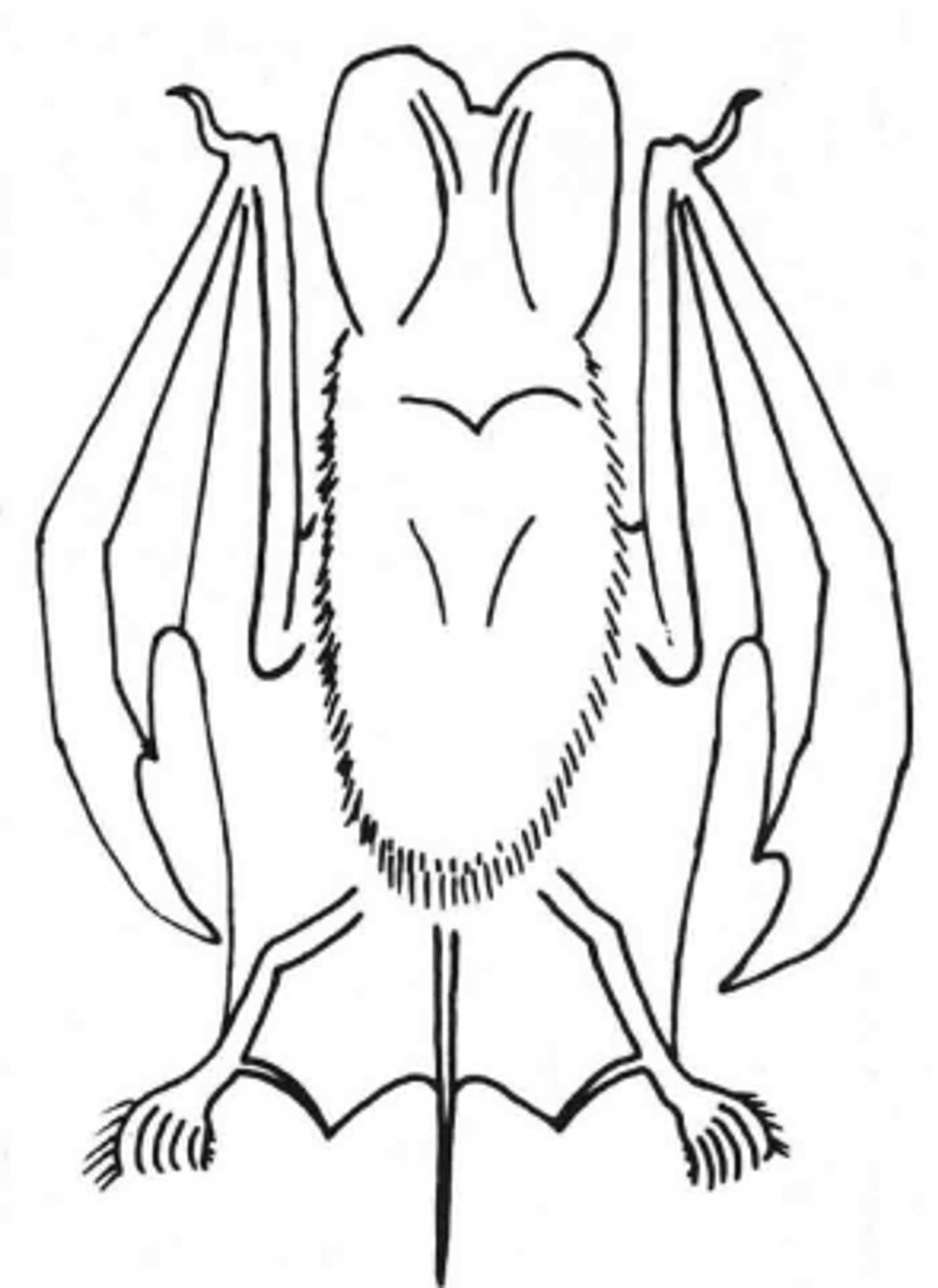 post_خفاش طليق الذنب نيجيري