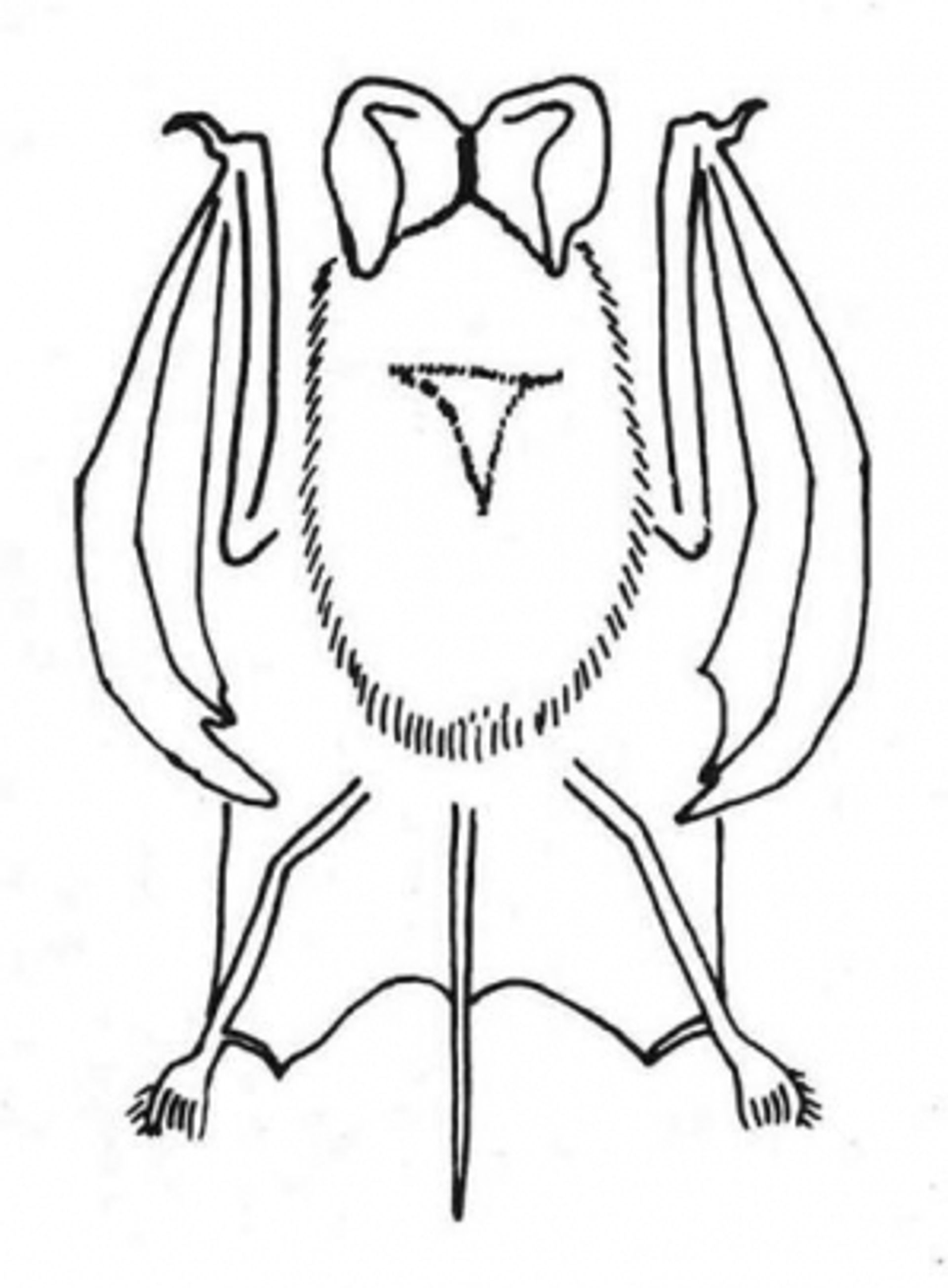 post_خفاش كريشمار طليق الذنب