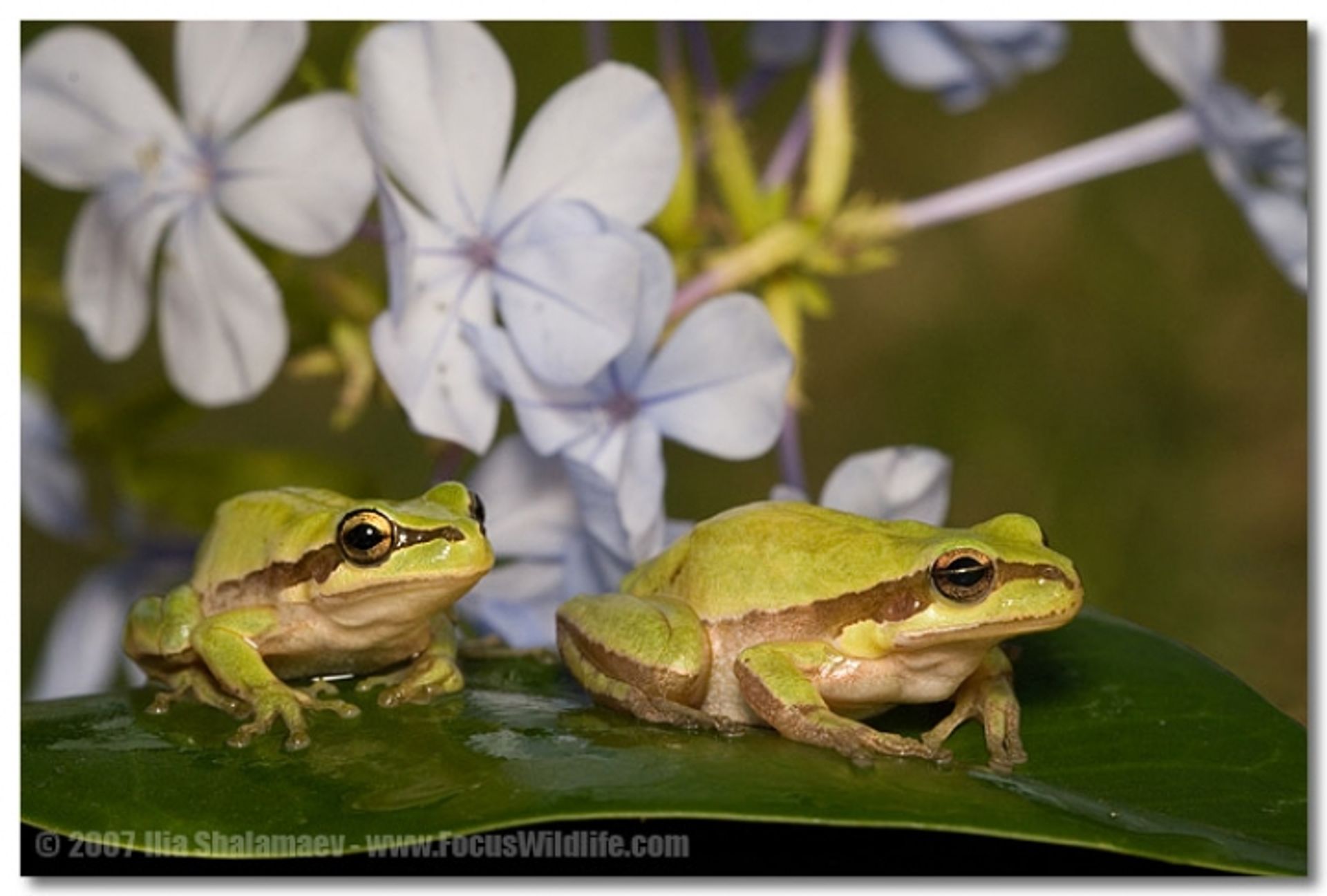 post_الضفدع الشجري