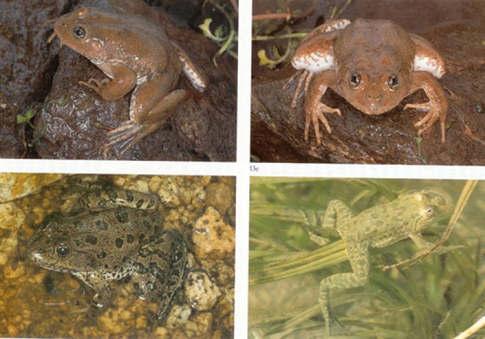 post_الضفدع الرشيق