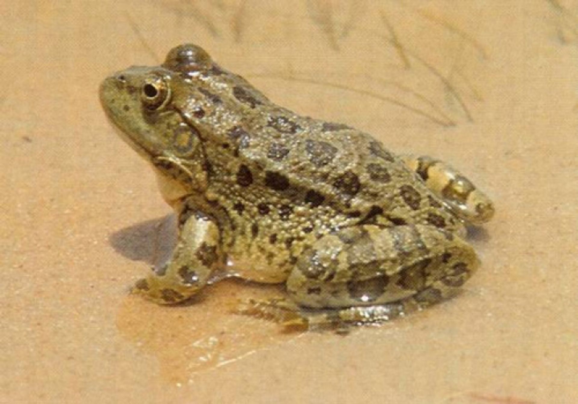 post_ضفدع البرك