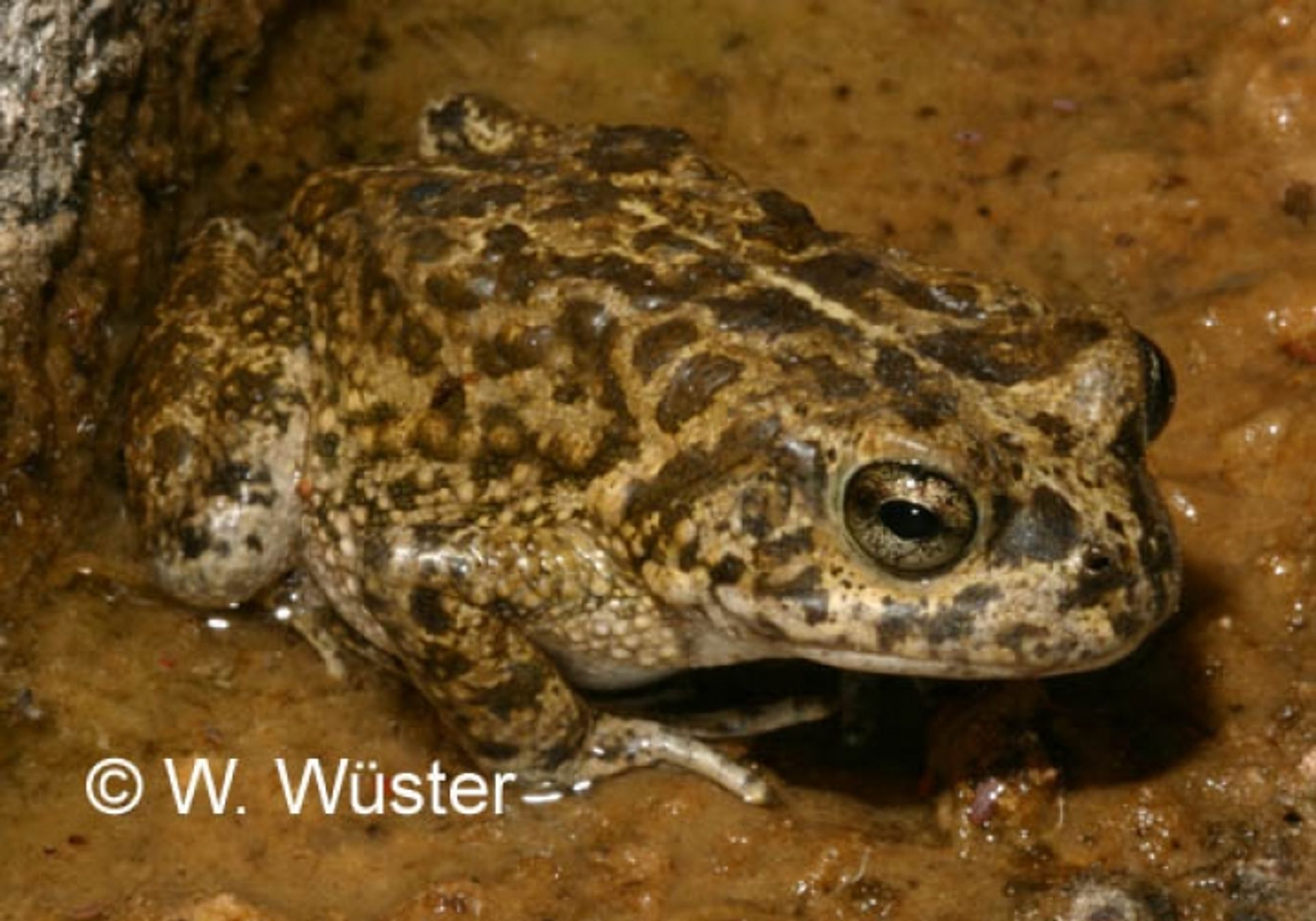 post_العلجوم العربي