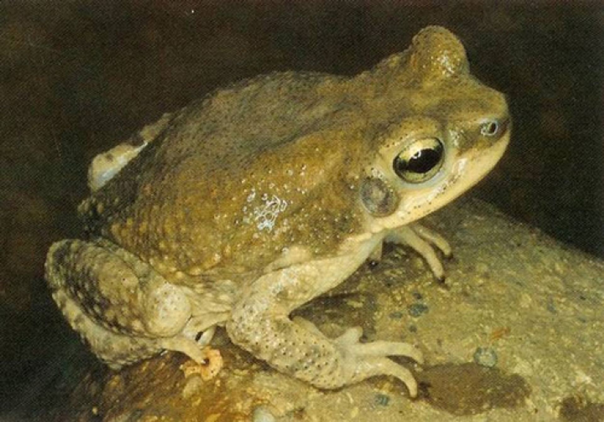 post_علجوم ظفار