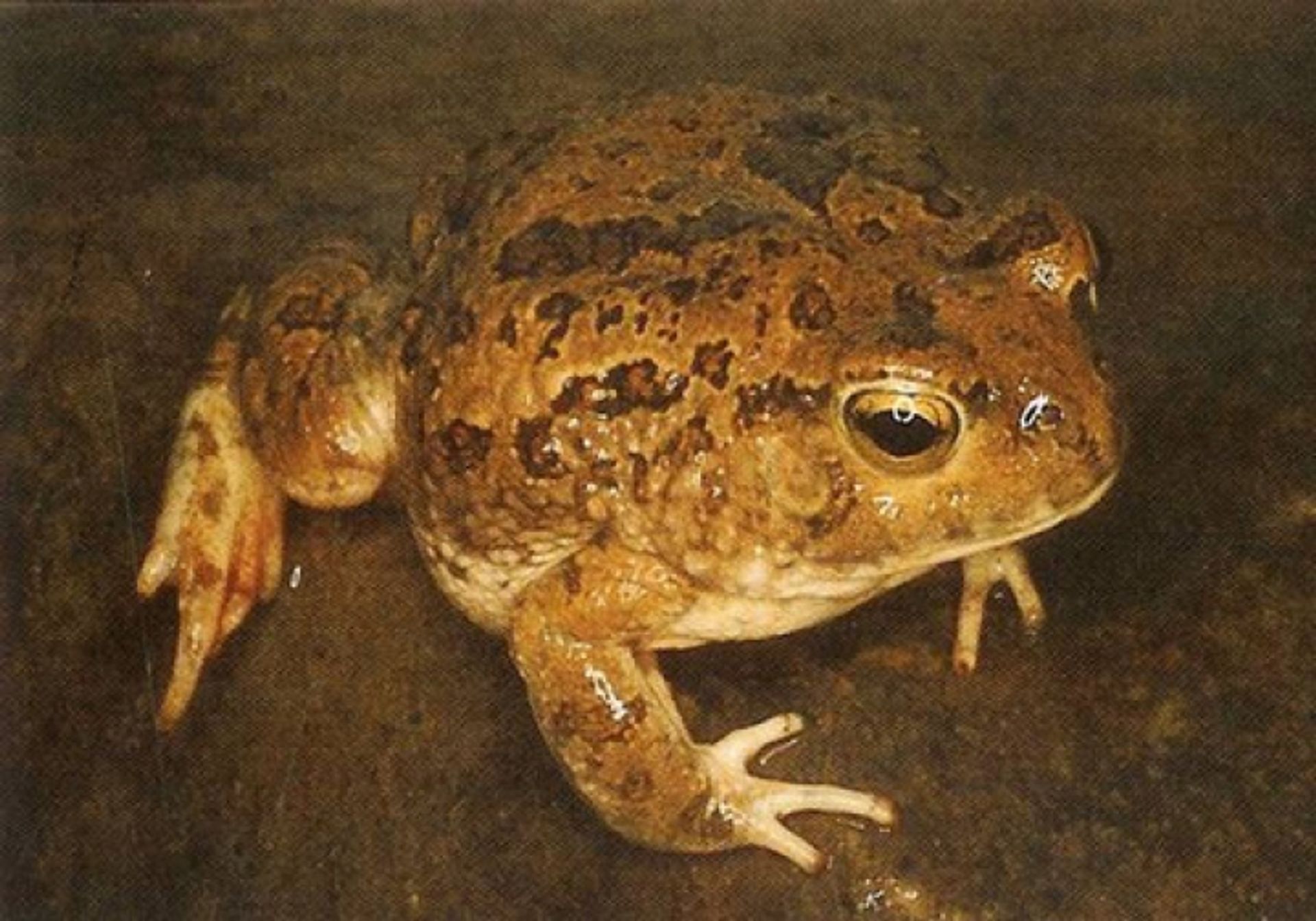 post_علجوم تهامة