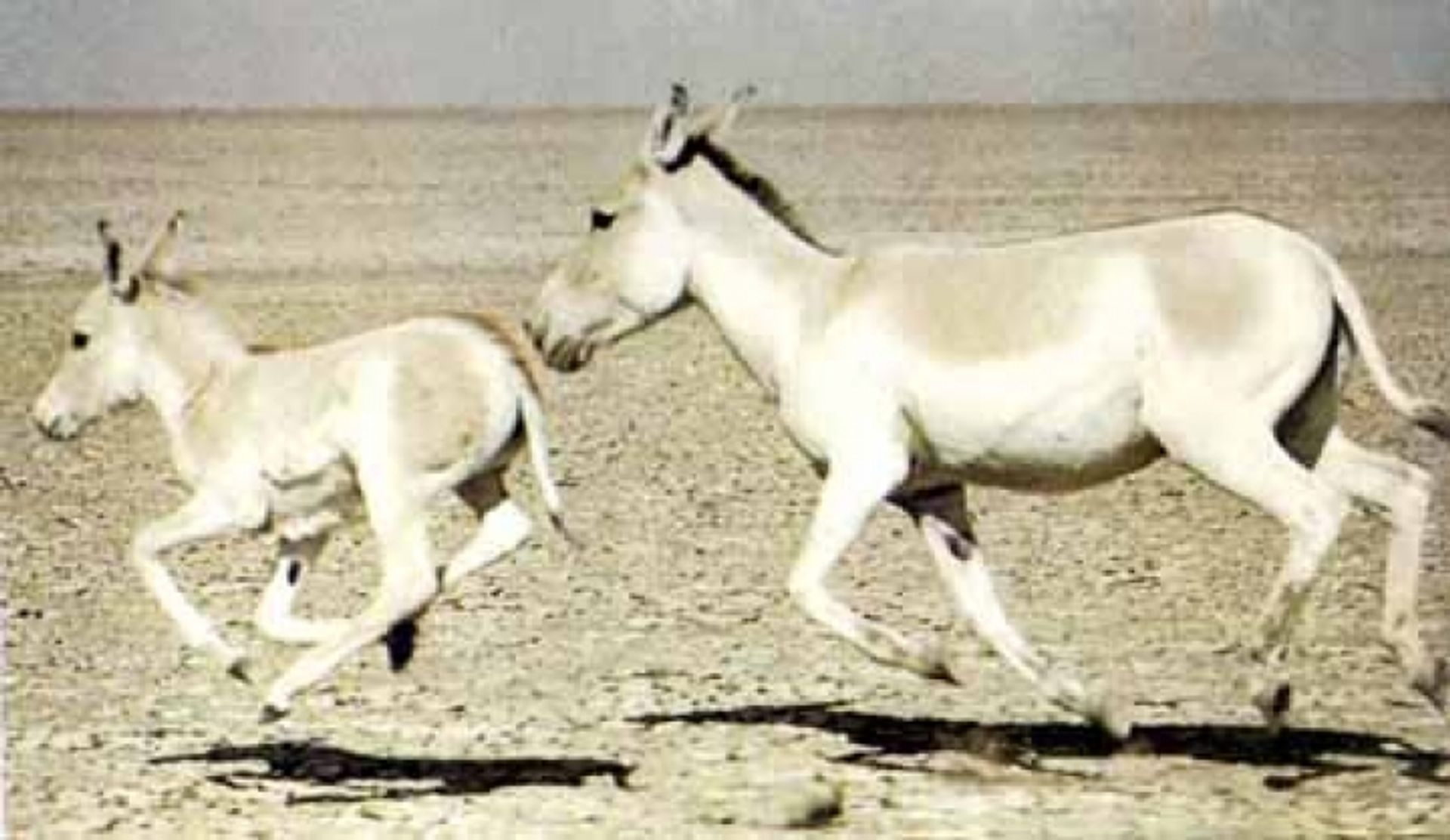 post_حمار أخدري