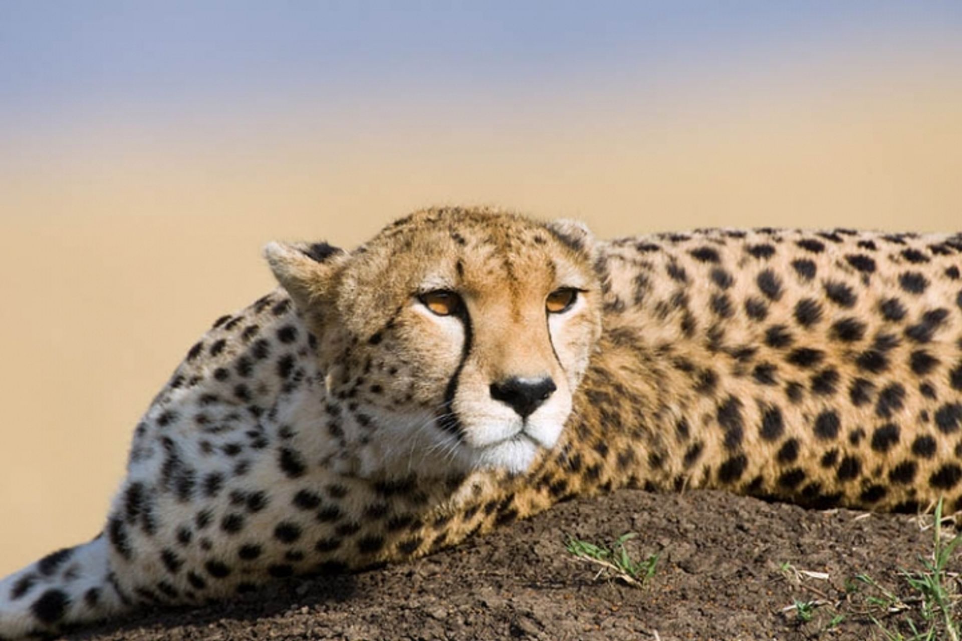 post_الفهد الصيّاد