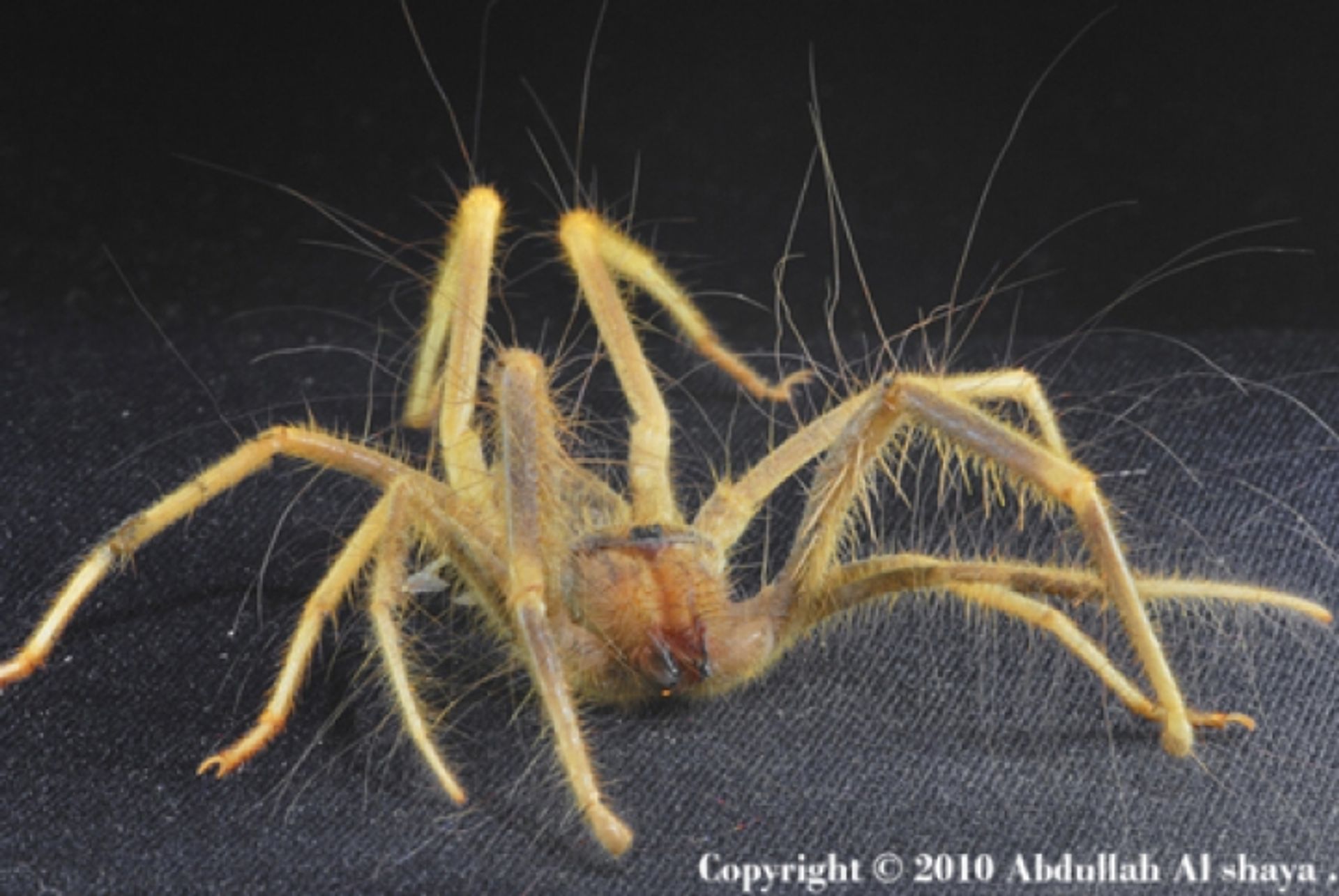 العنكبوت الشبث ( أبوصوفة )