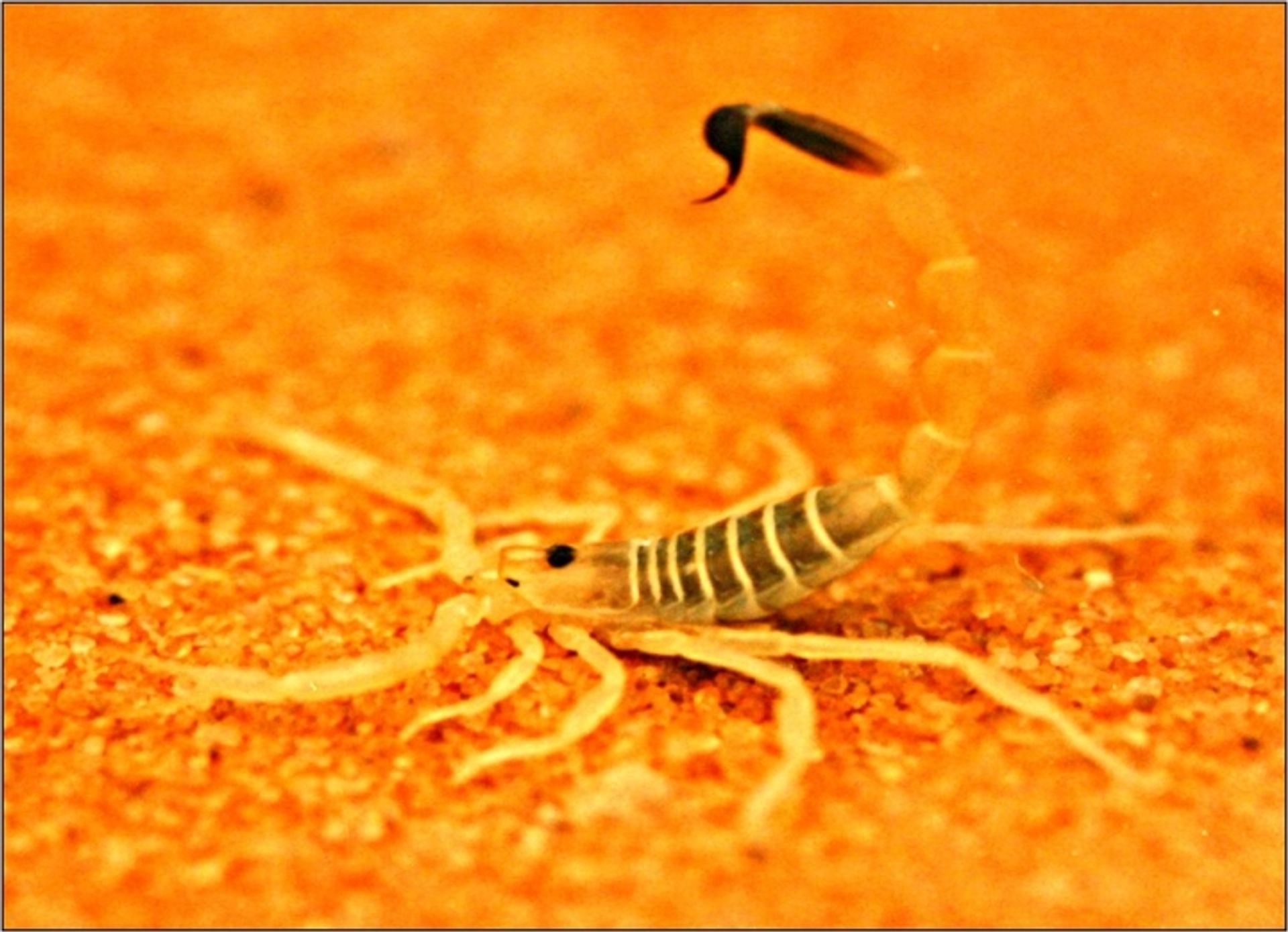 post_العقرب ذو الحمأة السوداء