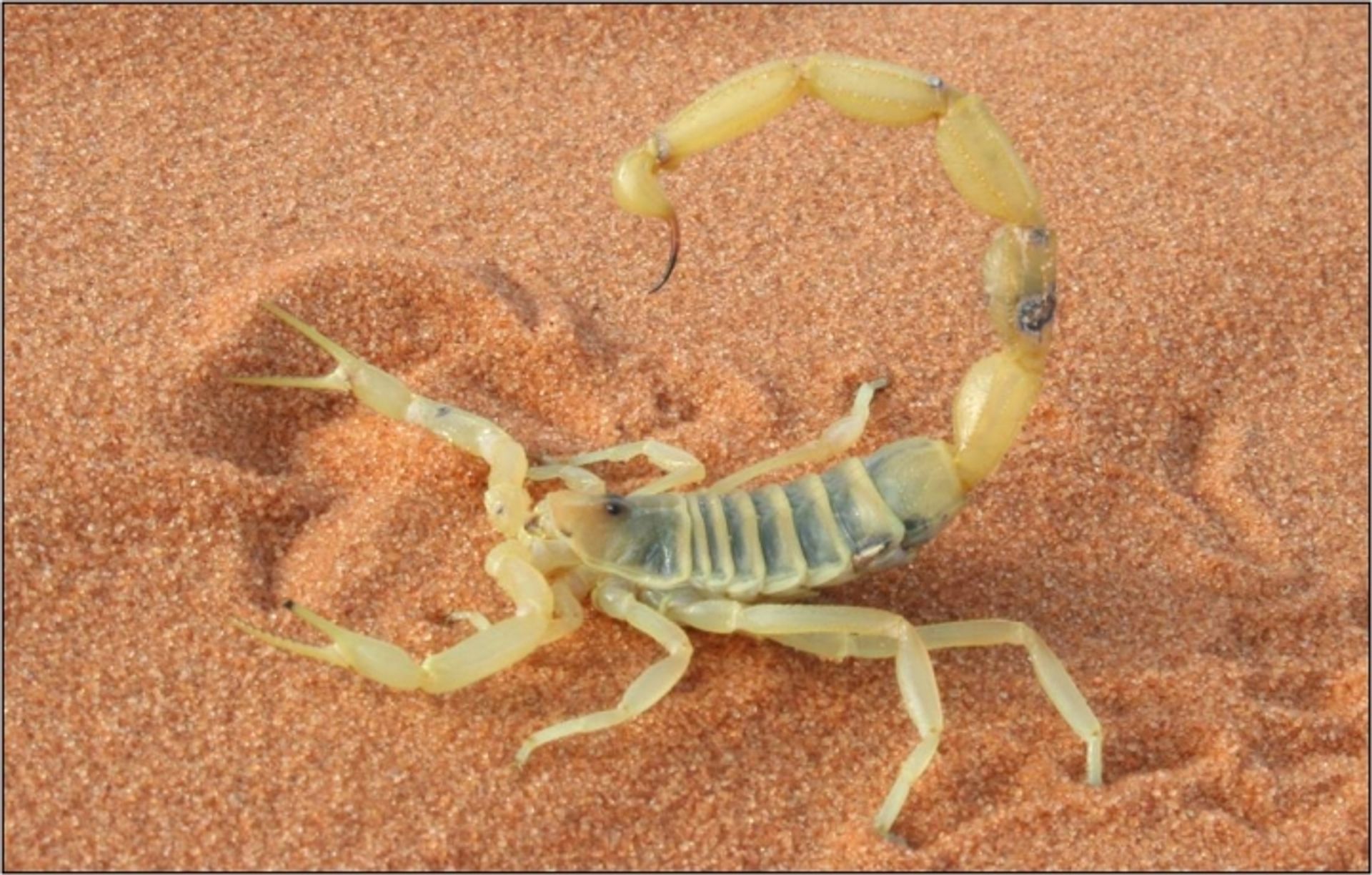 post_عقرب فاشون الأصفر