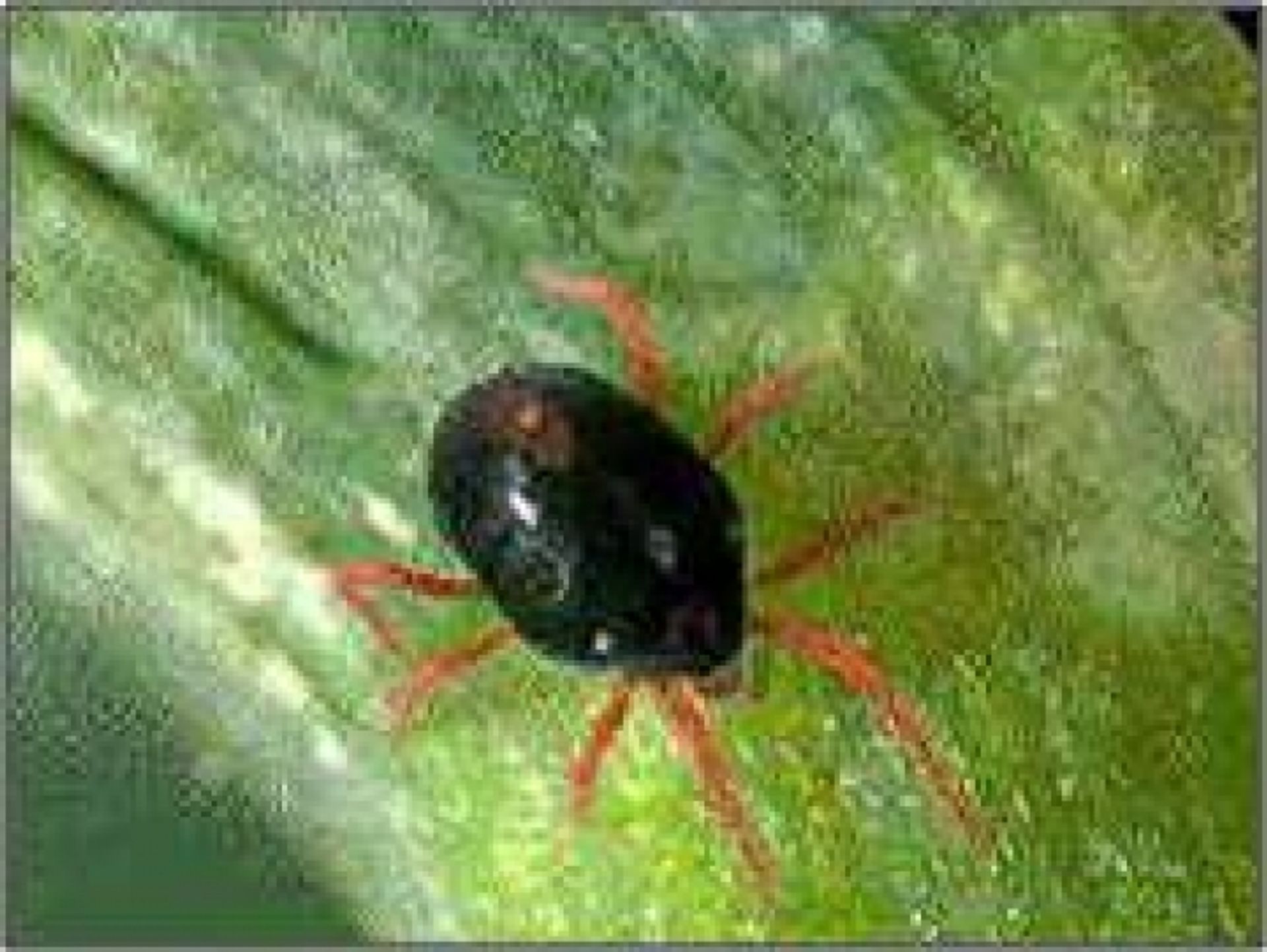 post_حلم الغبار ( الغبير )