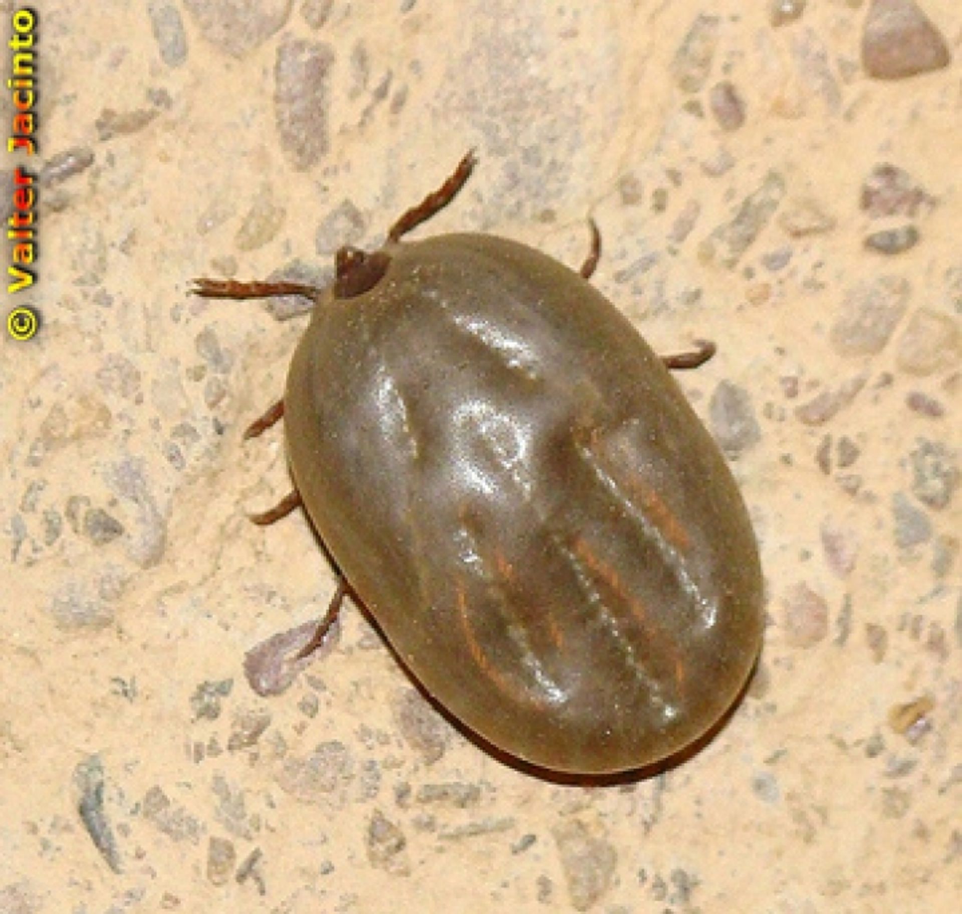 post_قراد الأغنام