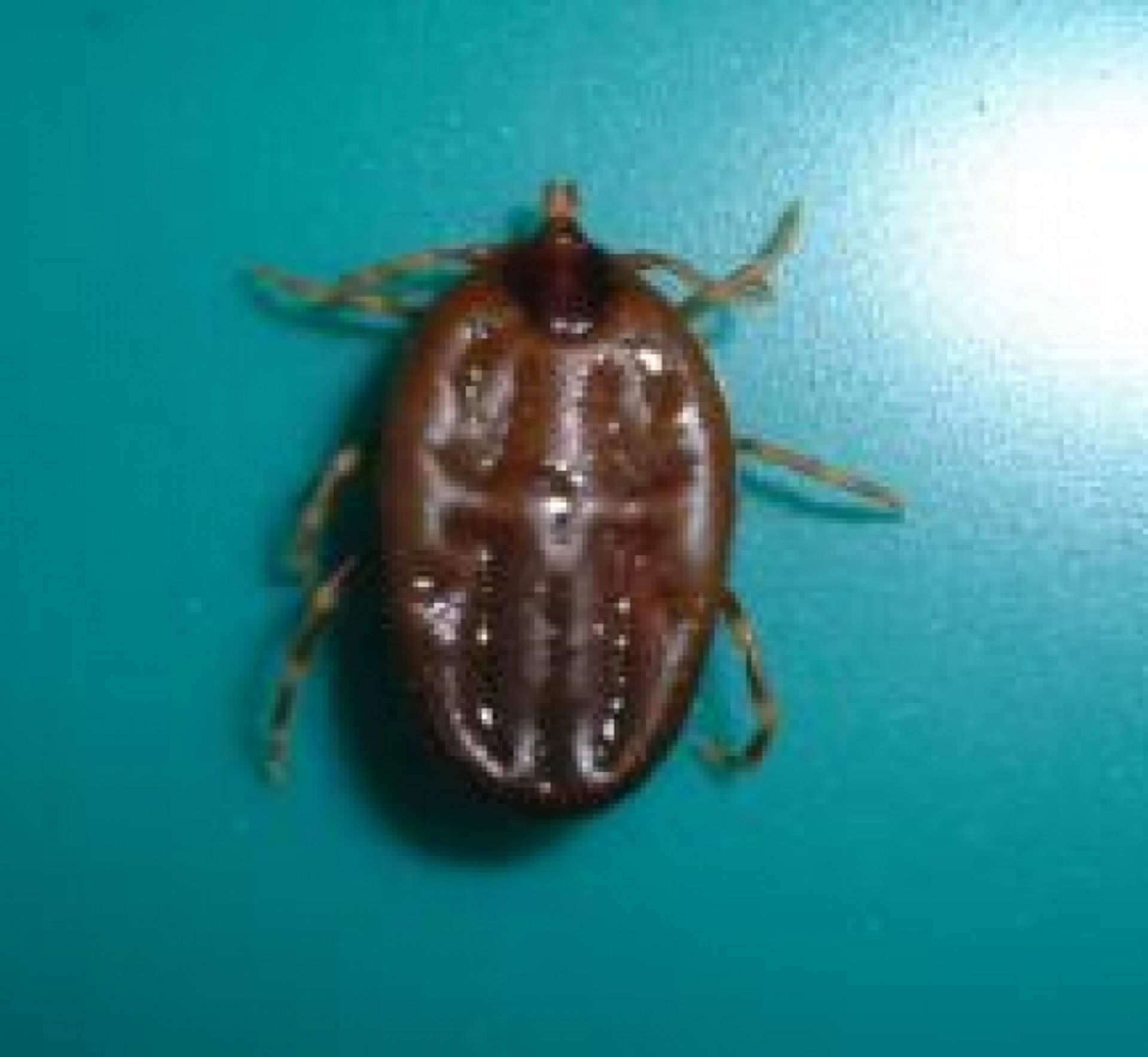 قراد الخيول و الجمال