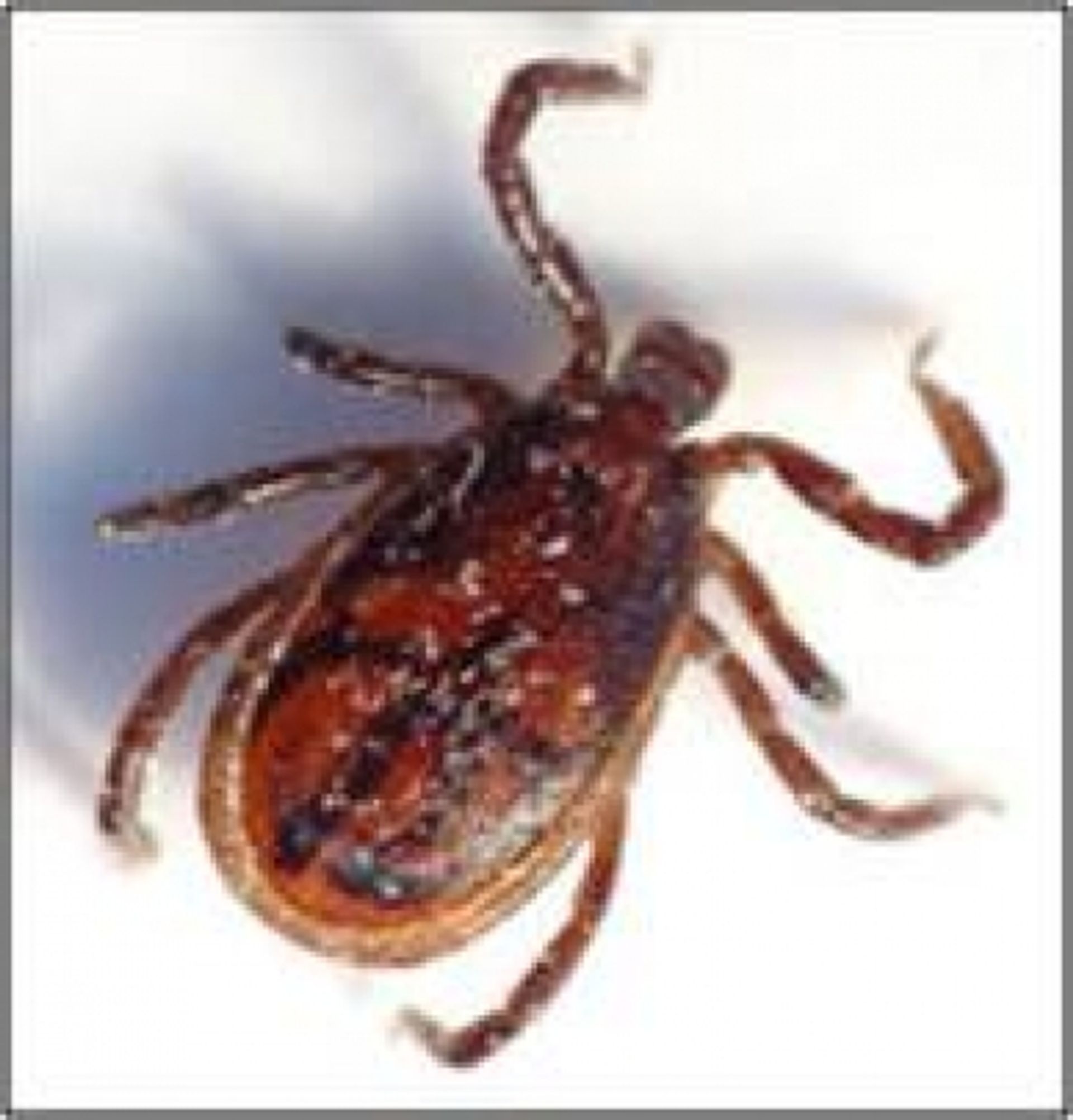 post_قراد الجمال الكبير