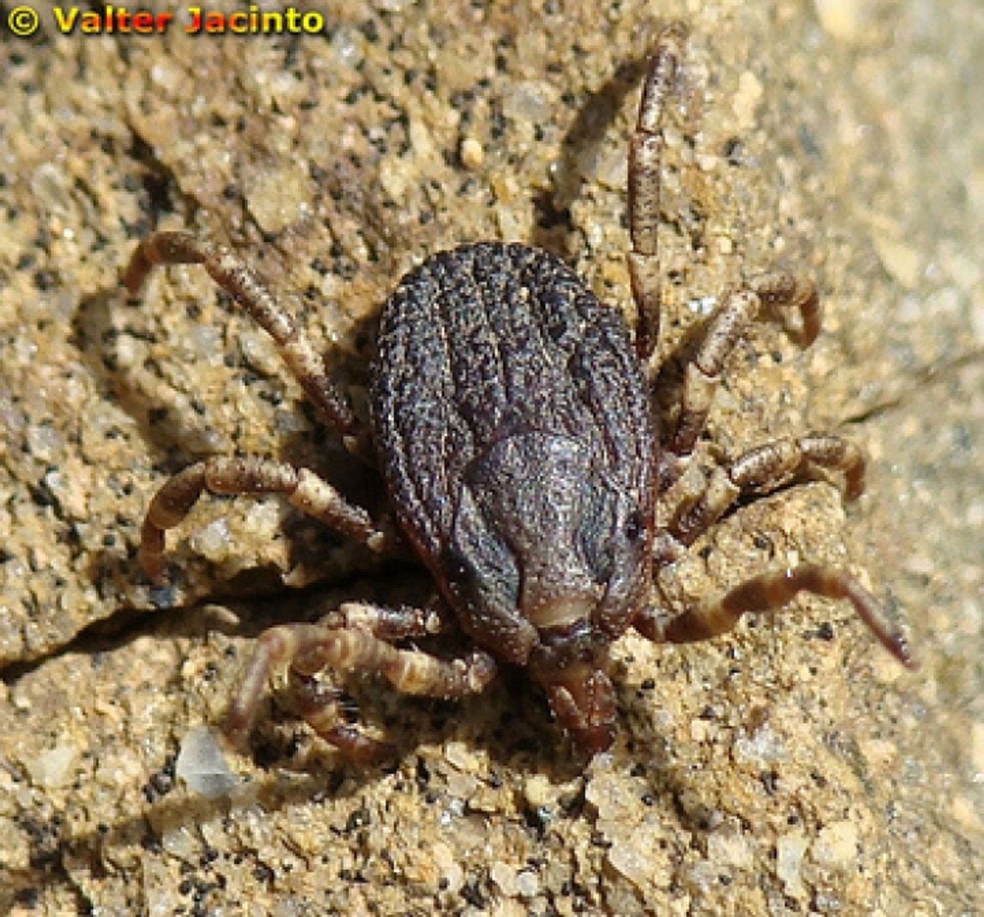 قراد الجمال