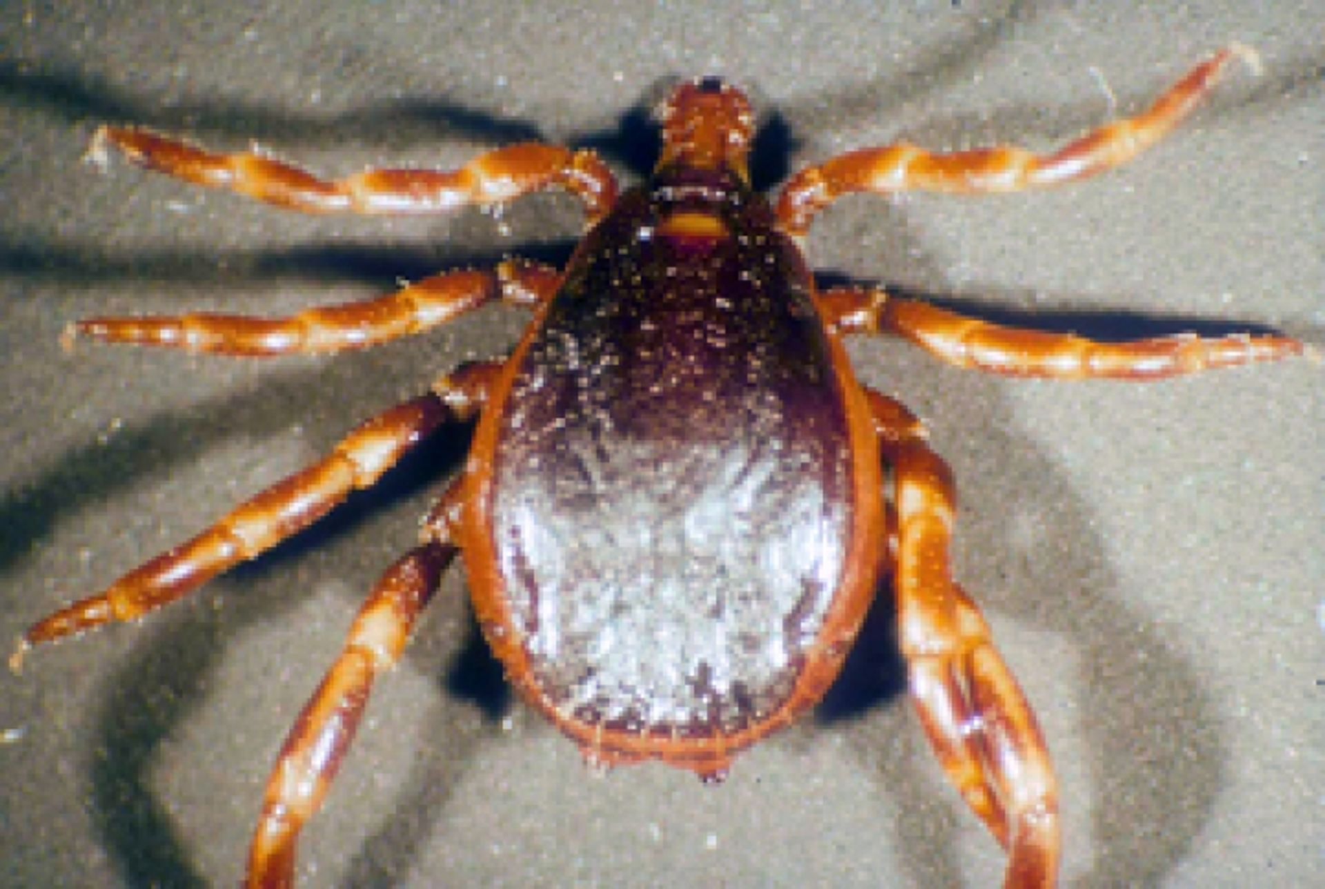 post_قراد الأبقار