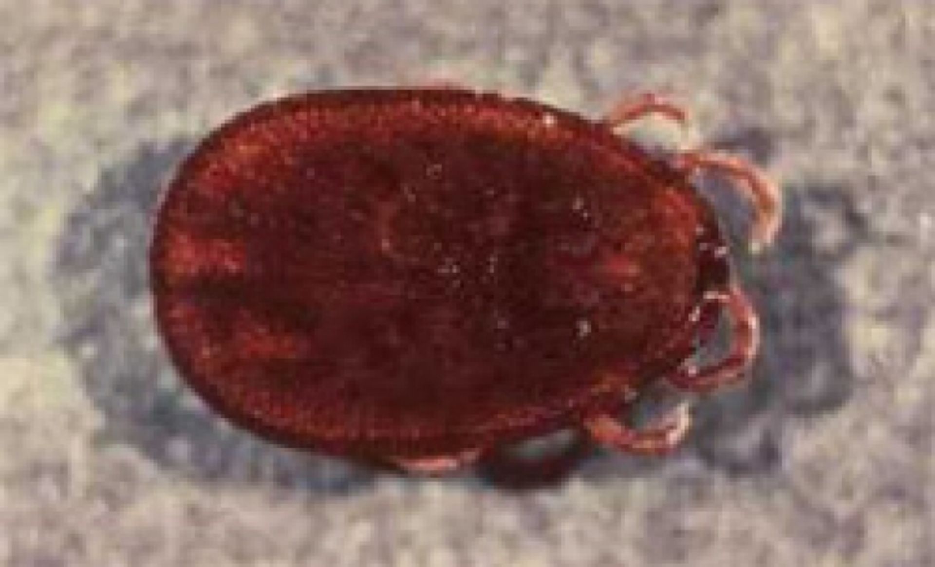 post_قراد الدواجن