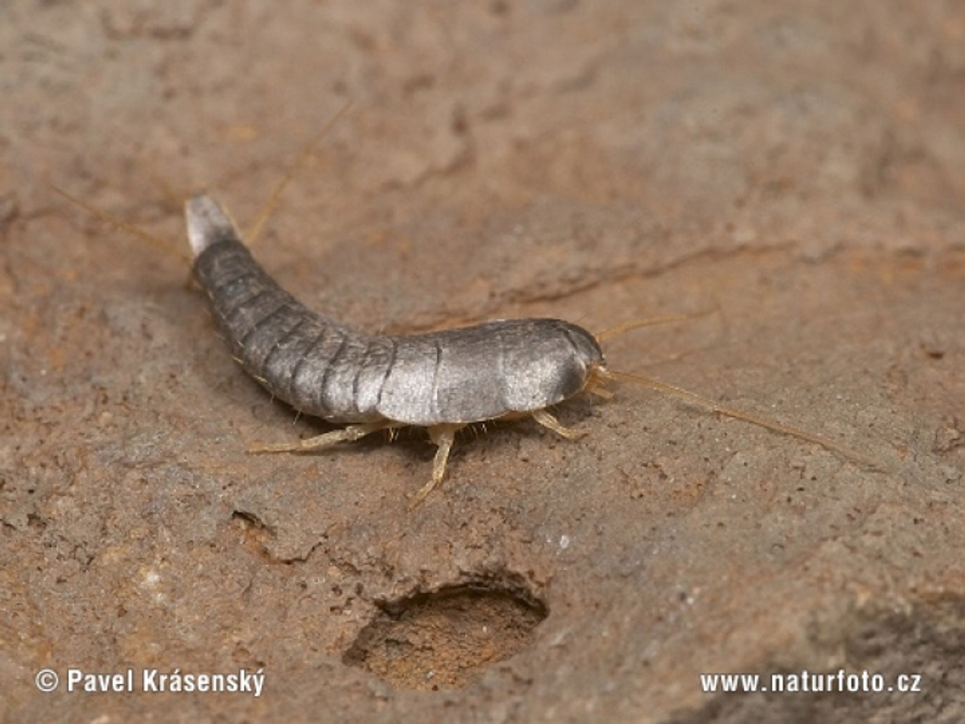 post_حشرة السمك الفضي