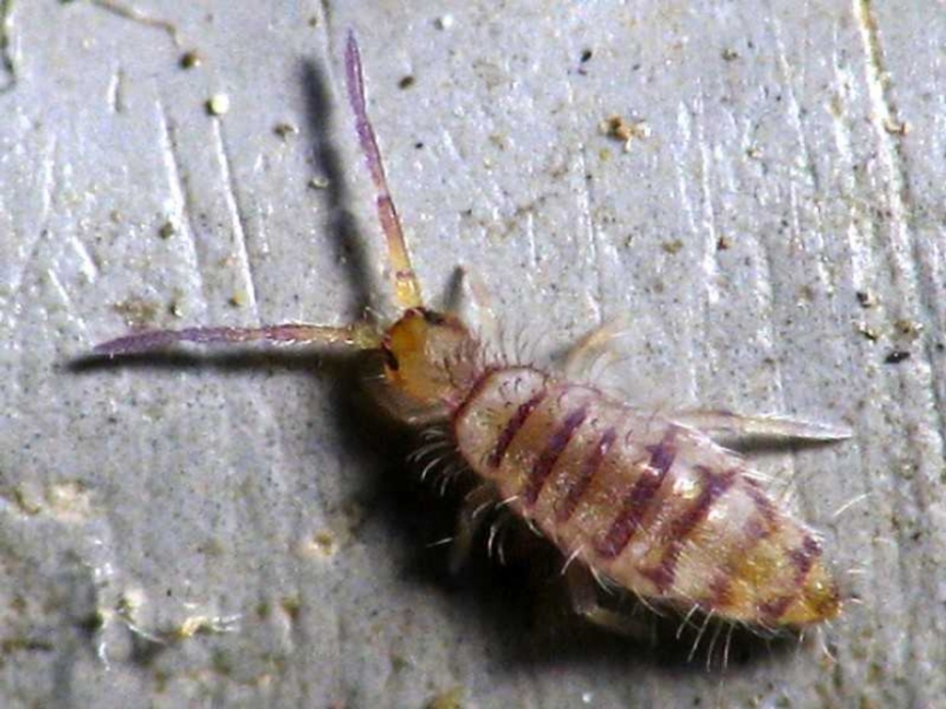 post_قافزة الموز