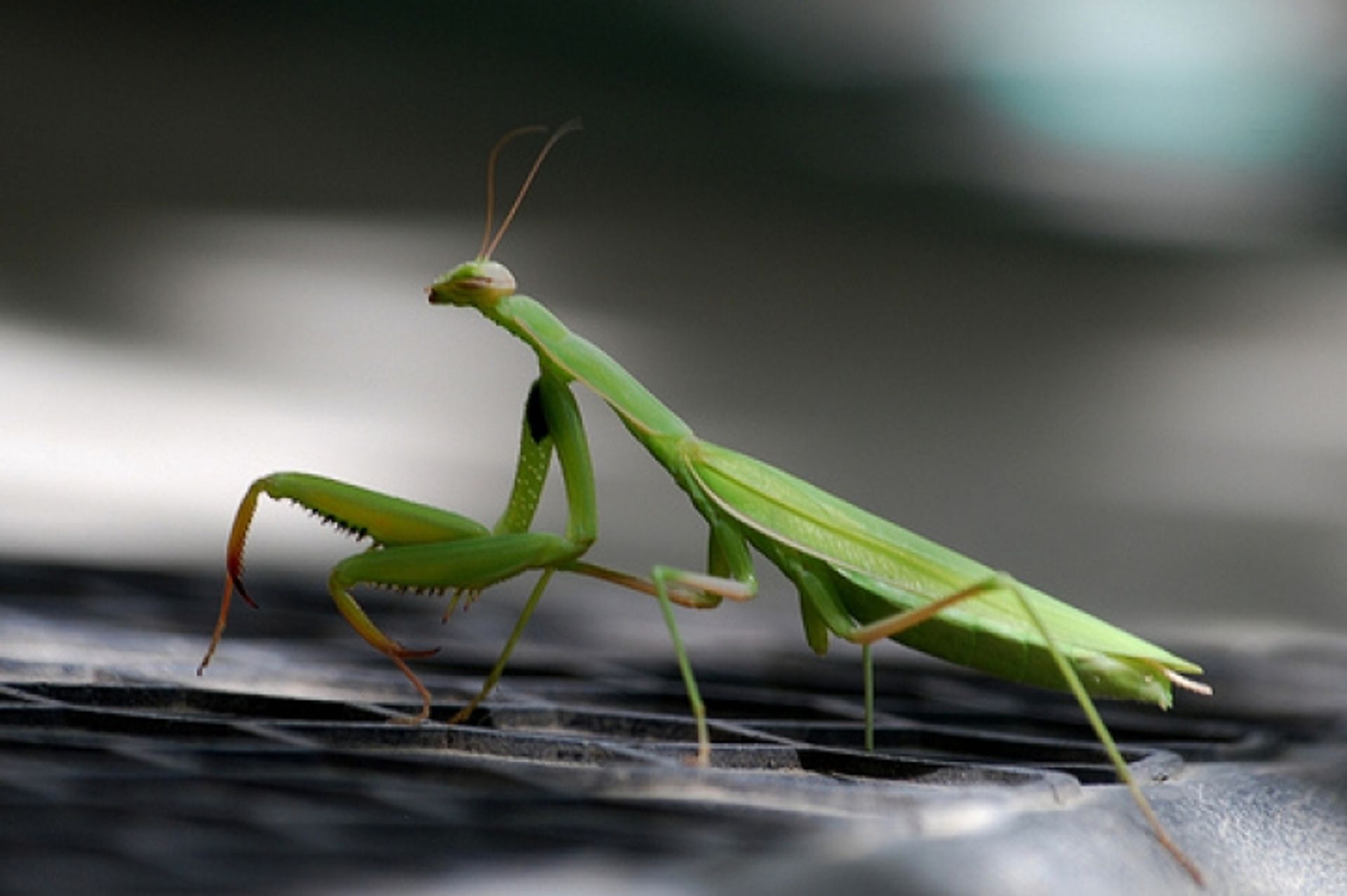 post_فرس النبي الأخضر