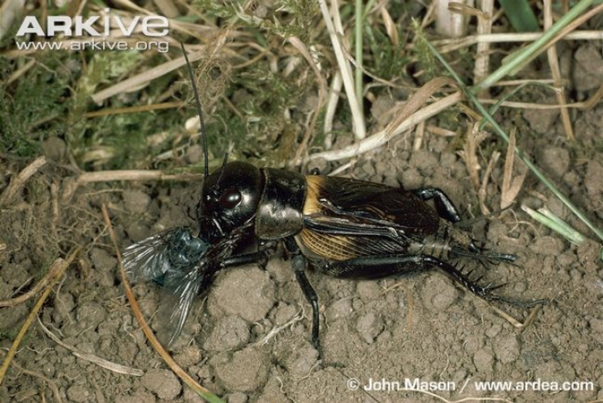 post_صرصور الحقل الأسود