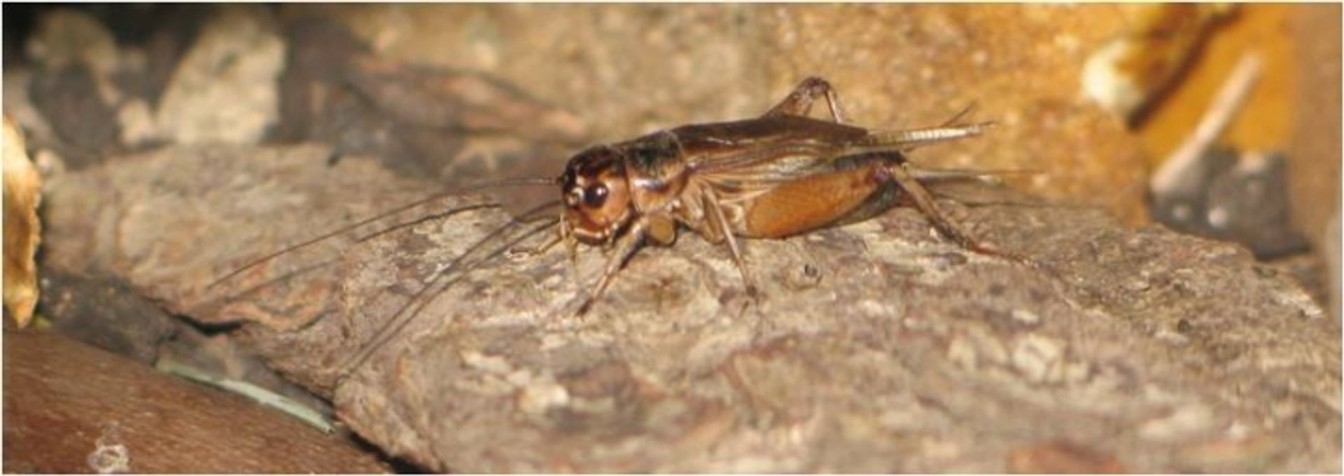 post_صرصور الحقل الأليف