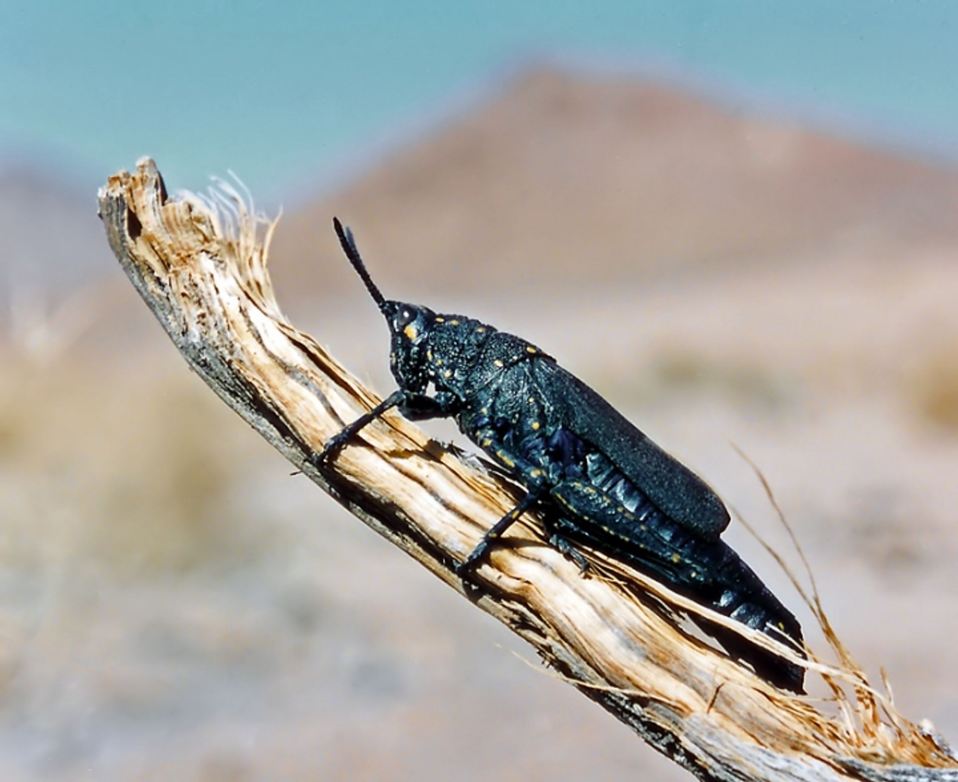 post_الجراد المحلي (أبو حليمة)