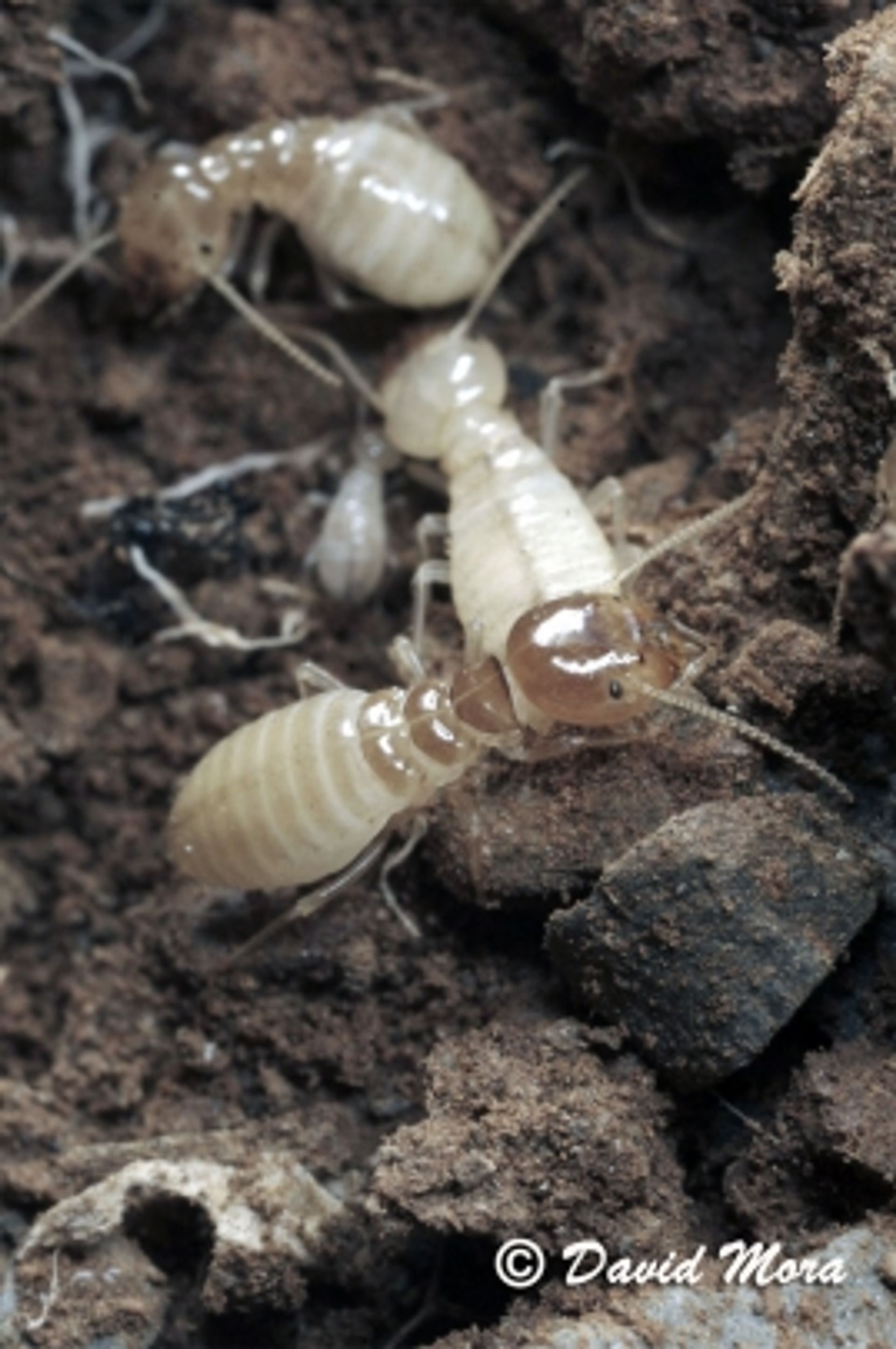 النمل الأبيض الكبير