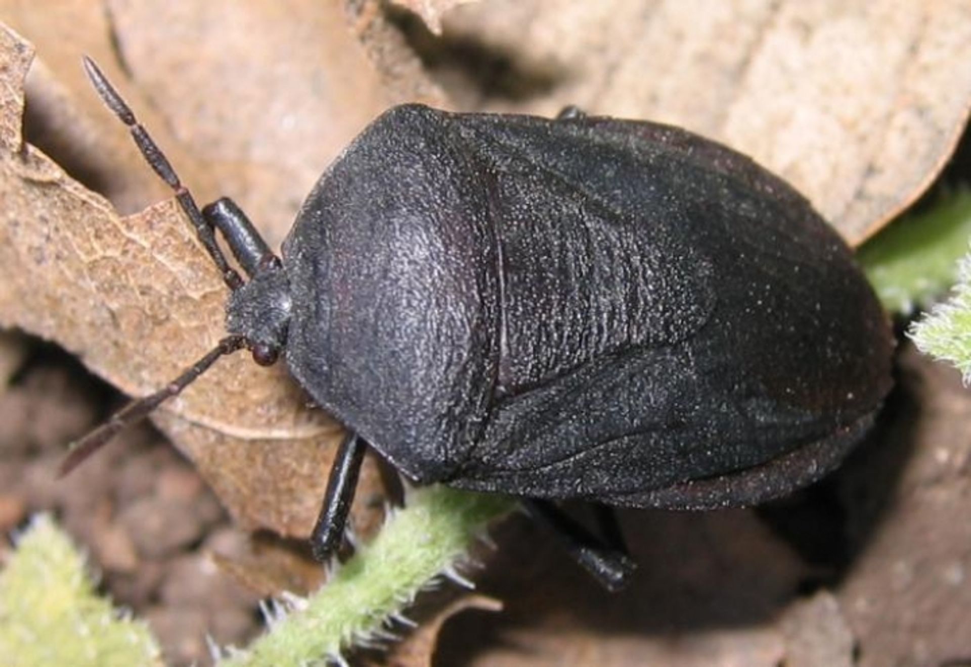 post_بقة ورق البطيخ (البقة السوداء)