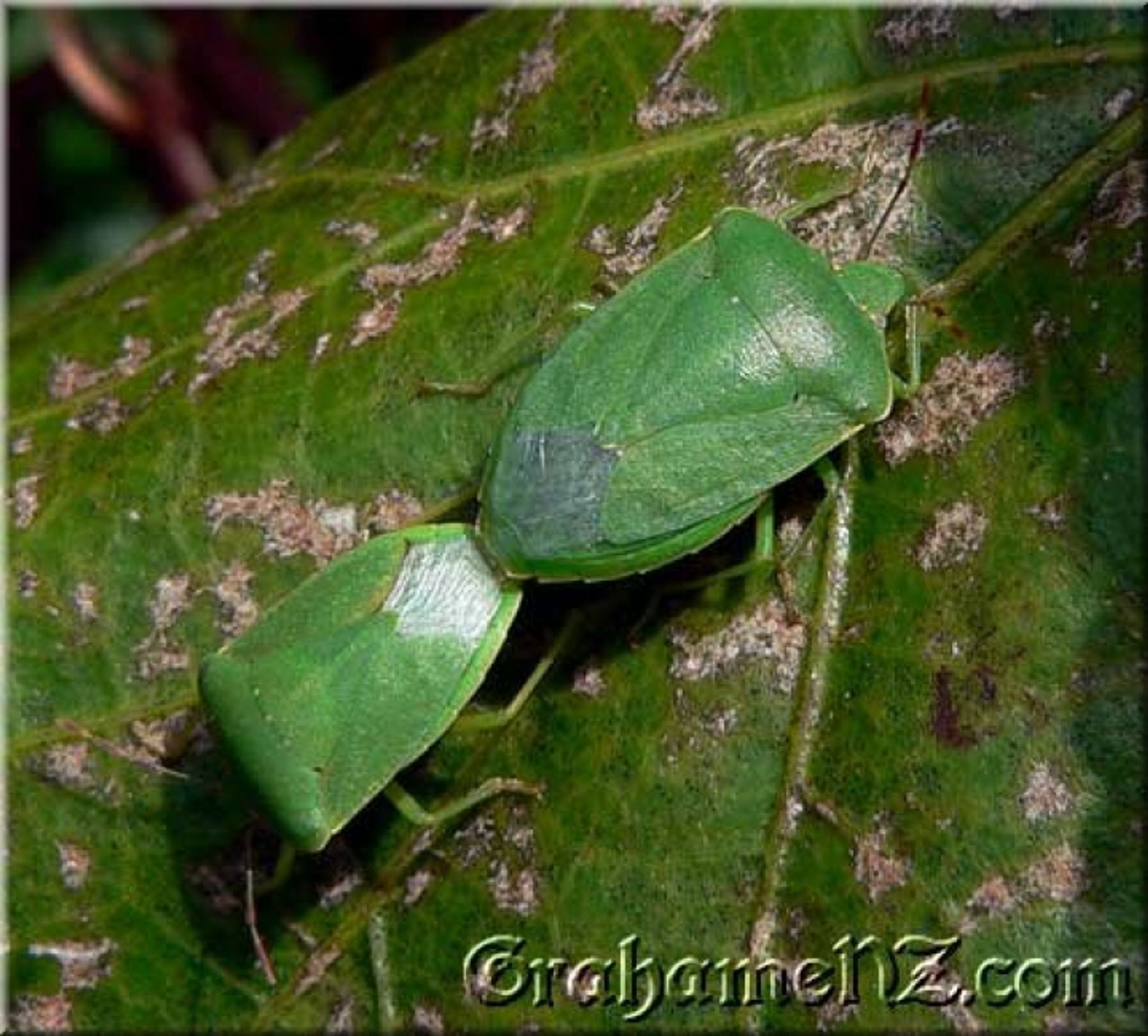 post_البقة الخضراء