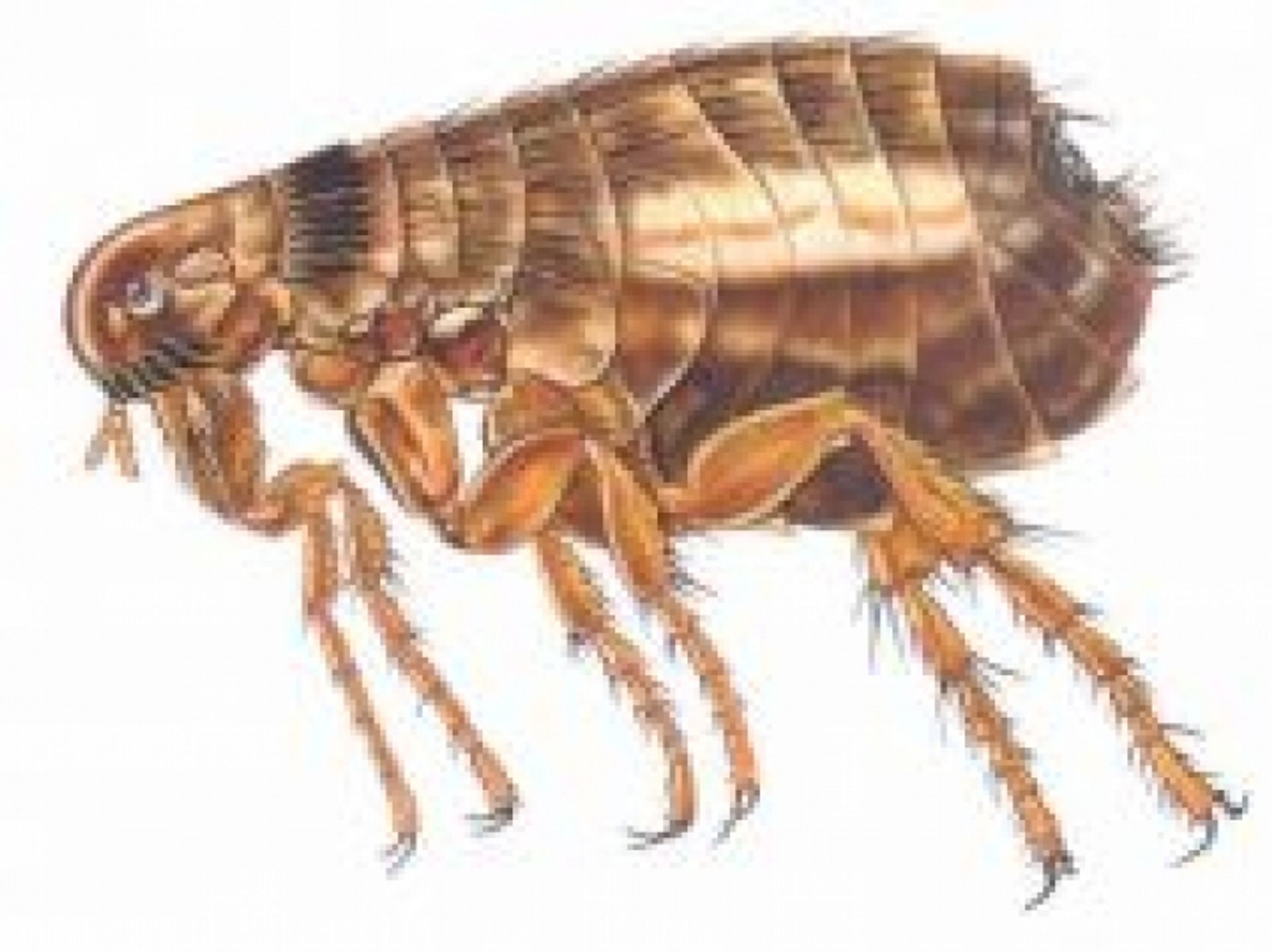 post_برغوث الكلب