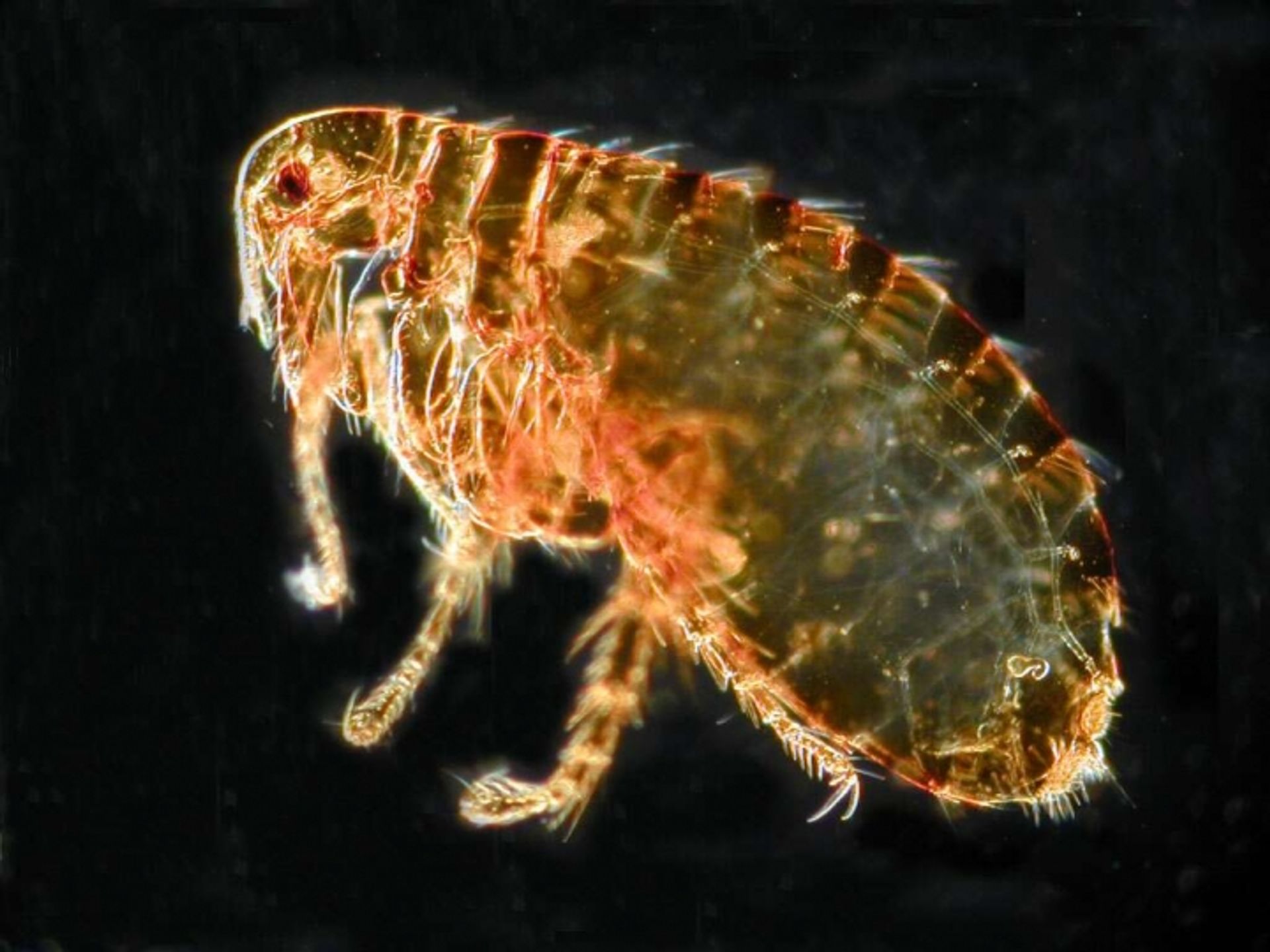 post_برغوث الإنسان