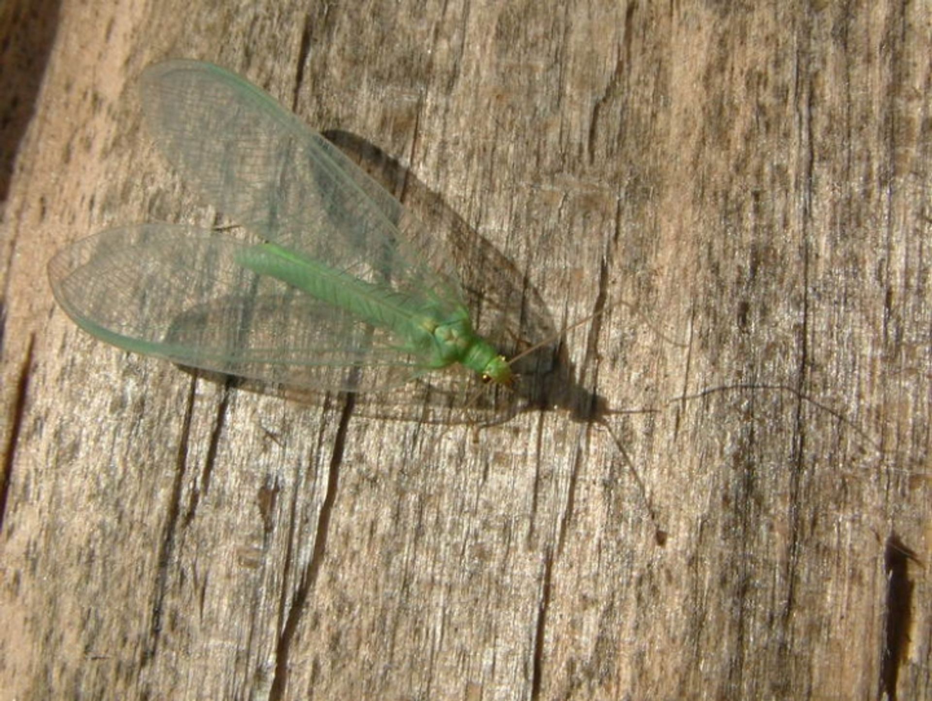 post_أسد المن