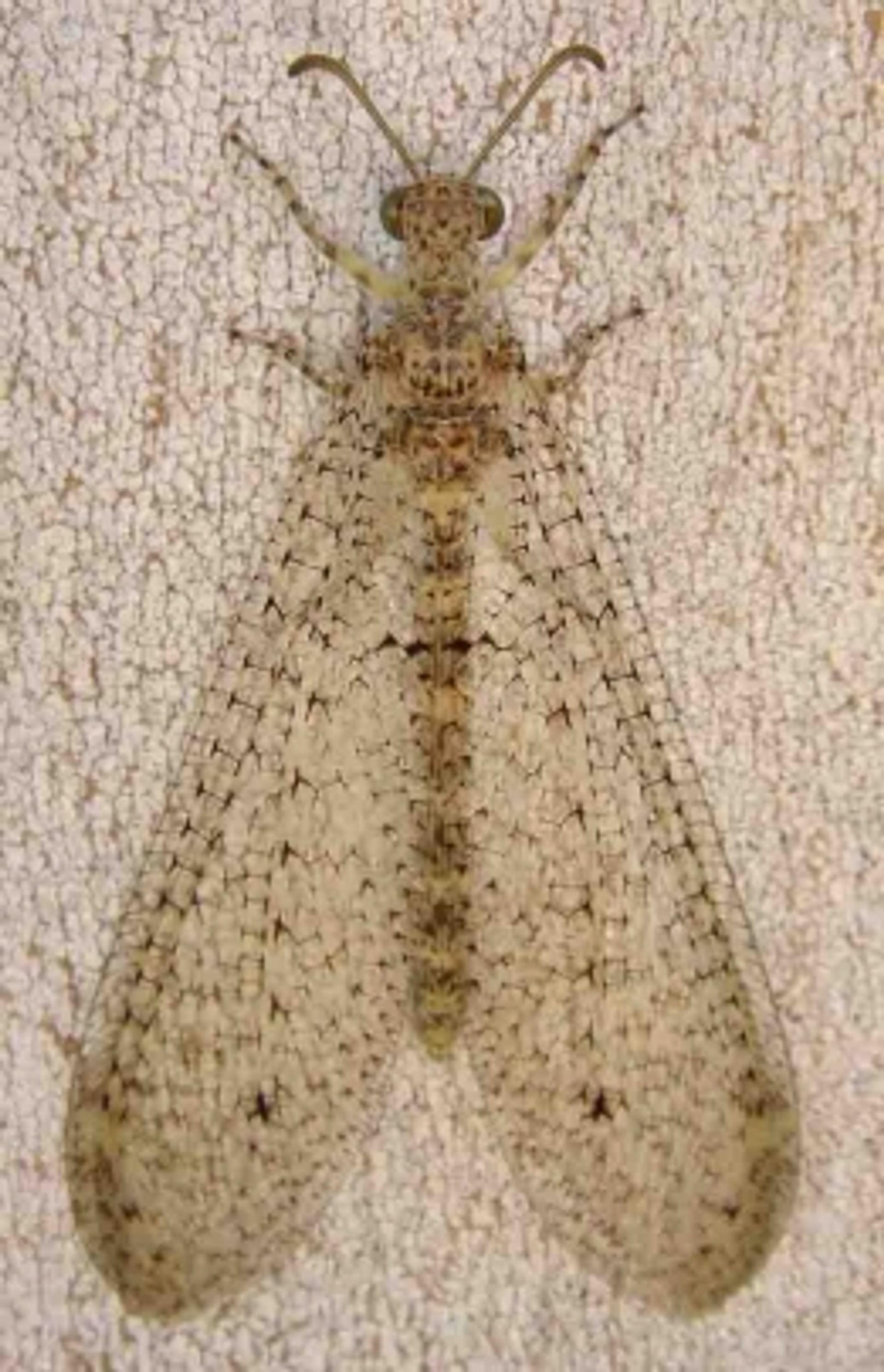 post_أسد النمل