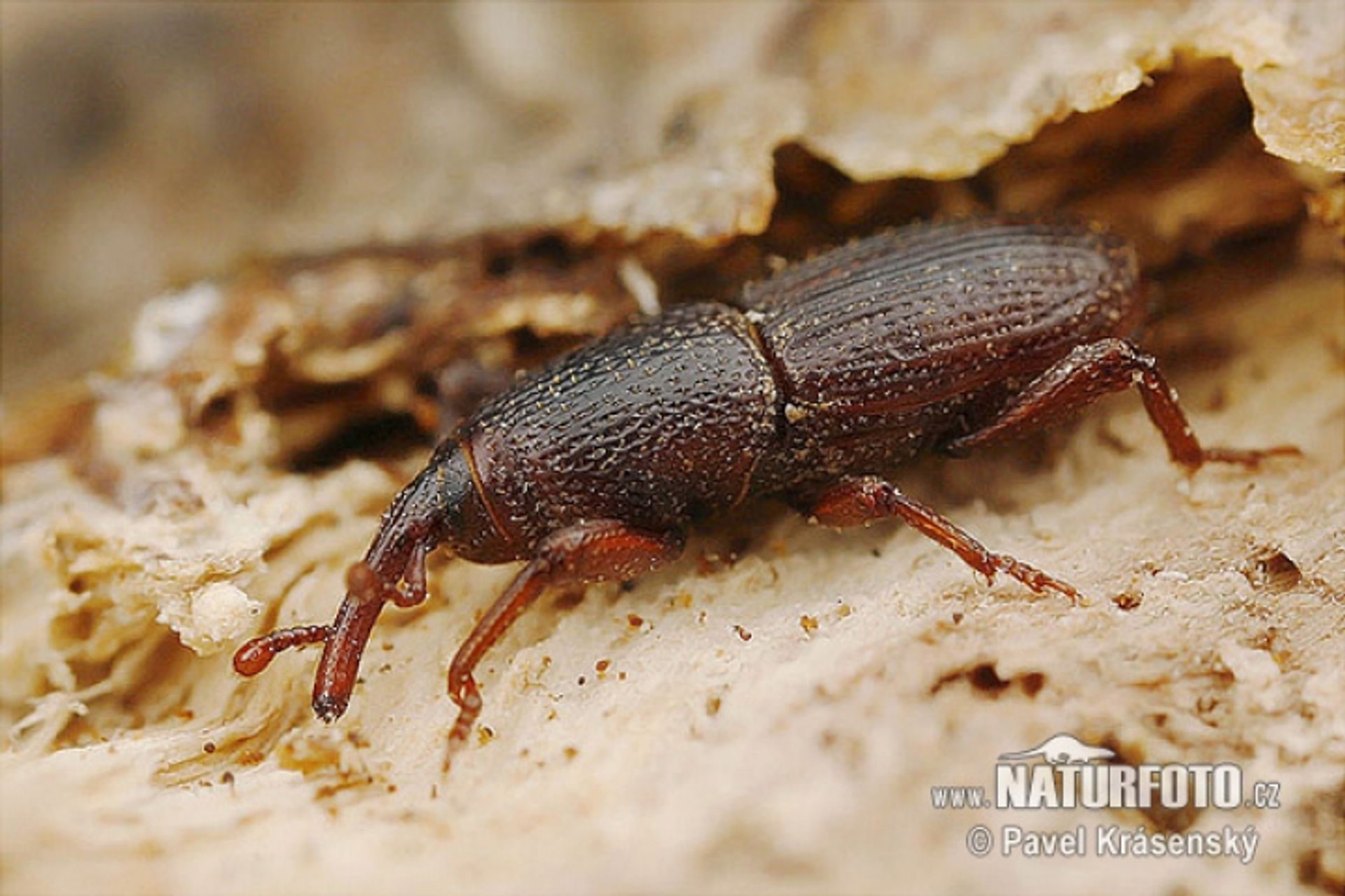 post_سوسة الحبوب