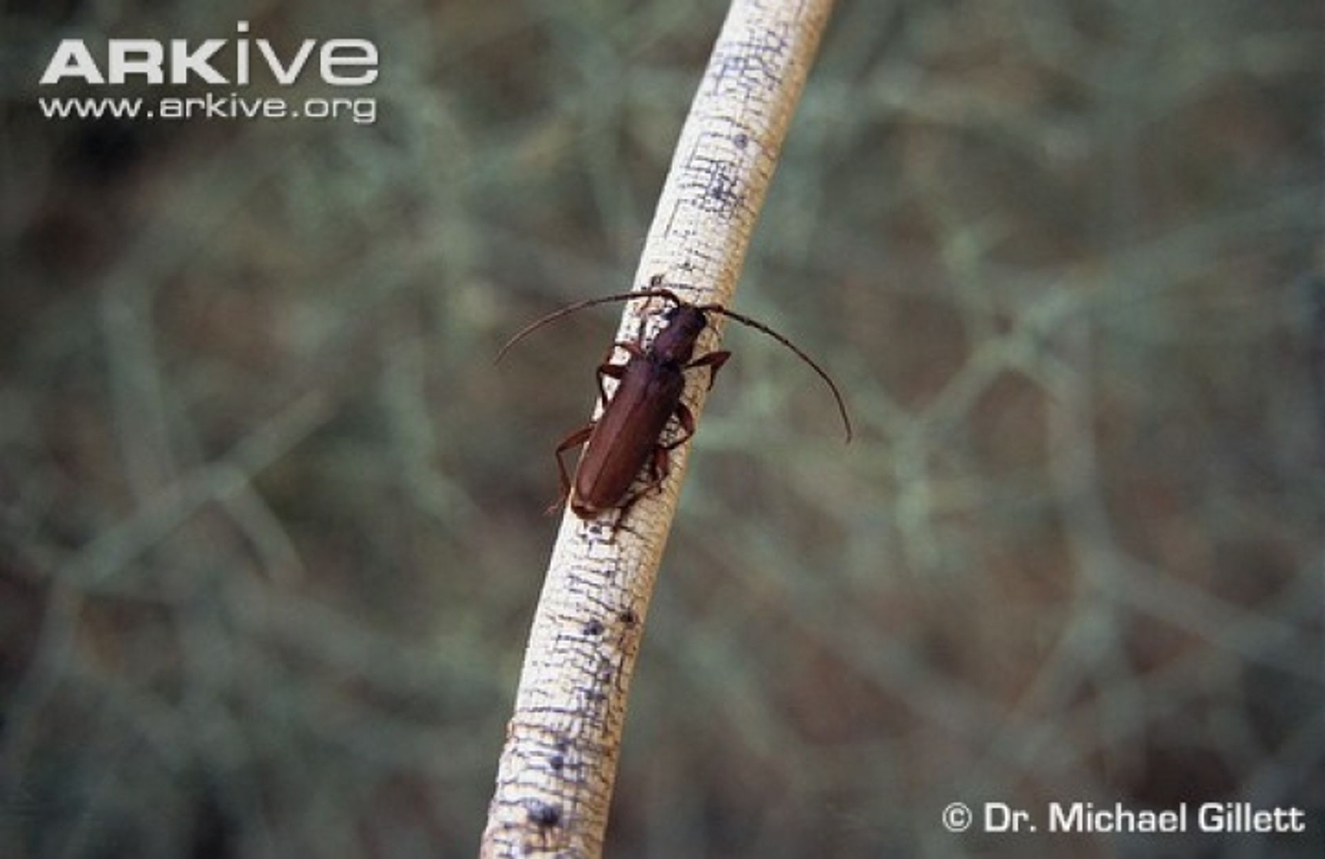 post_حفار ساق النخيل ذو القرون الطويلة