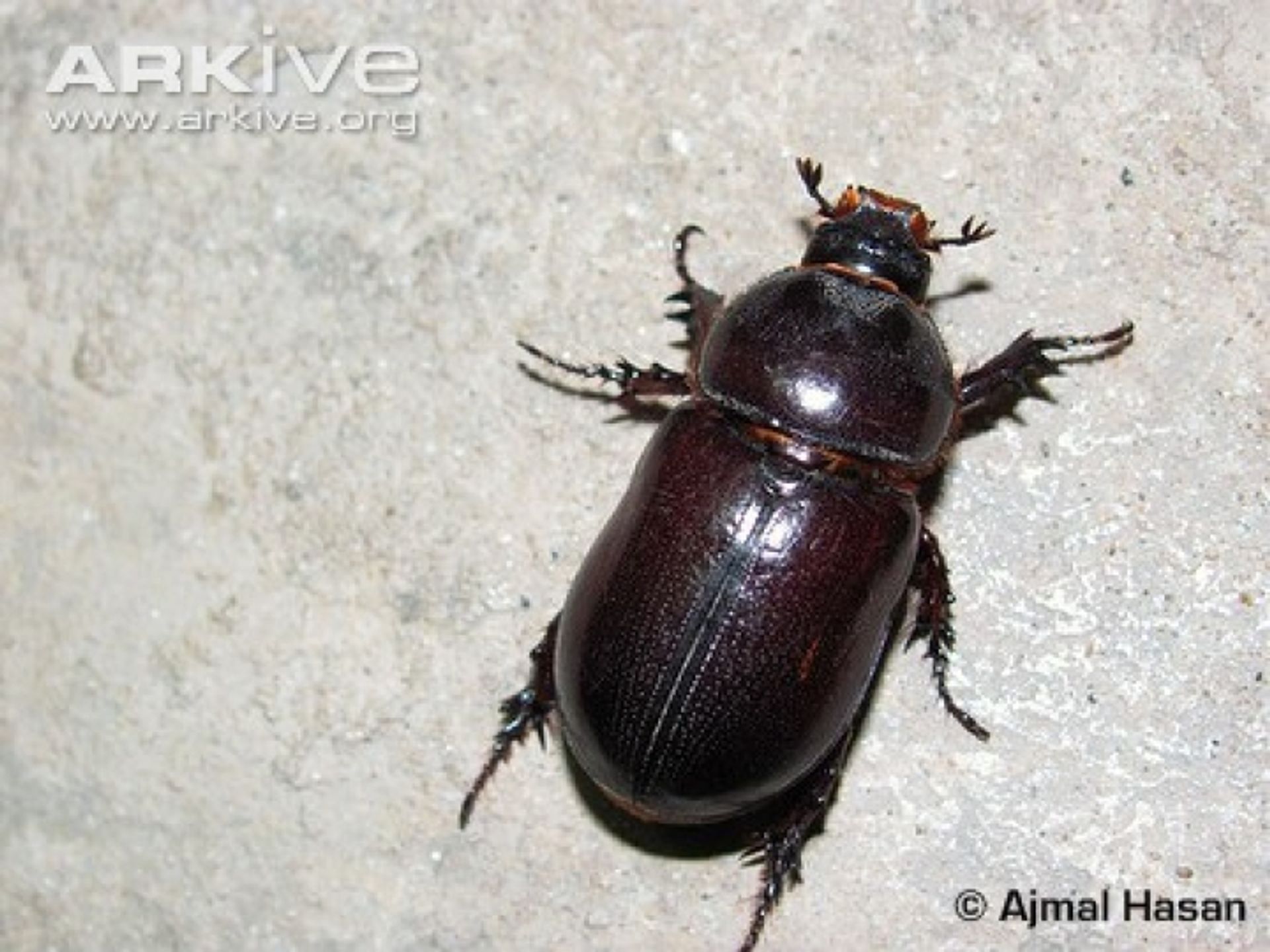 post_جعل النخيل (حفار سوق النخيل)